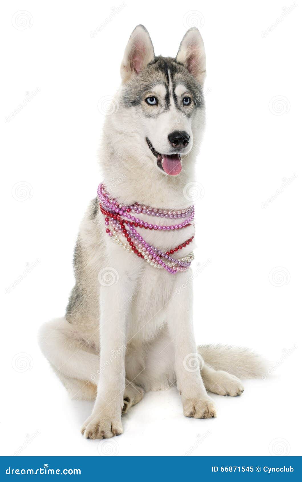 Gray Siberian Husky and Collar Stock Image Image of animal, eyes