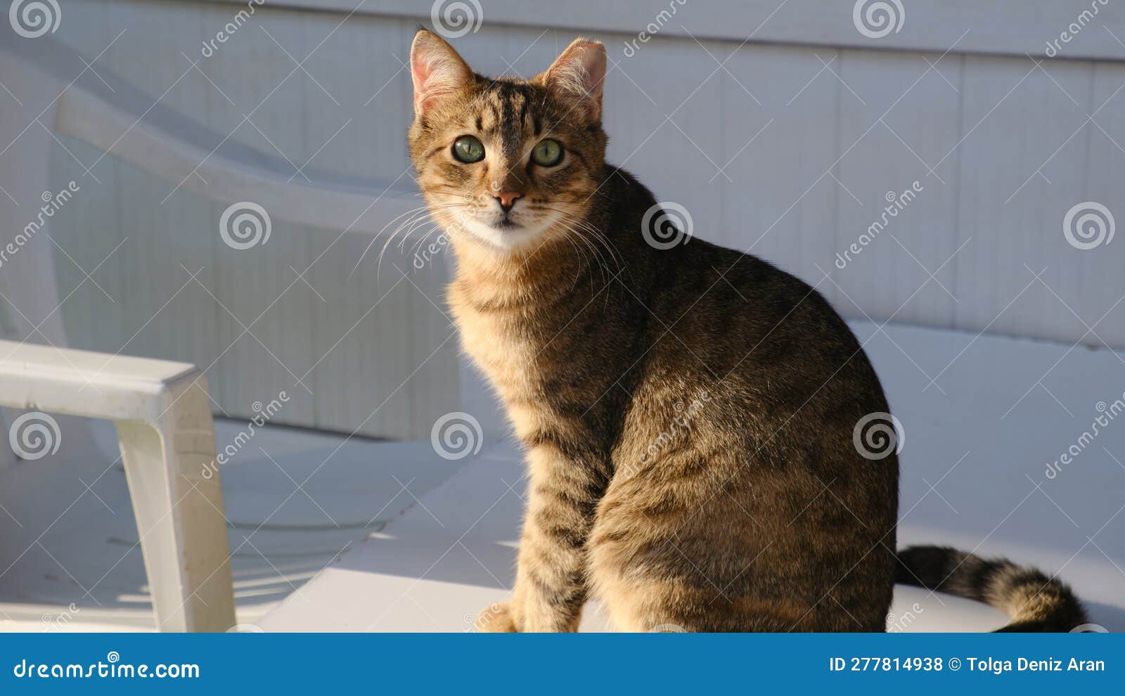Gray skinny cat stock photo. Image of garden, playful 277814938