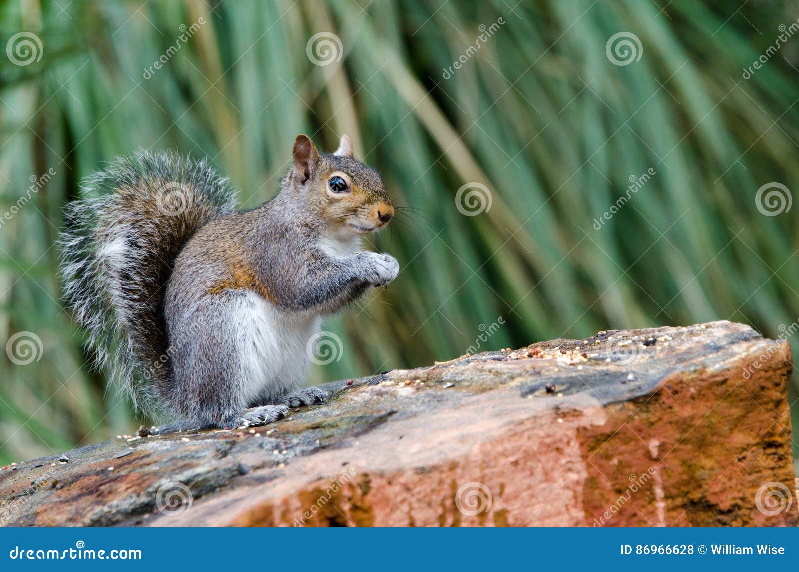 Gray Squirrel del este, Atenas, Georgia. Gray Tree Squirrel del este que come la semilla con las patas, patio trasero birding, Atenas, Georgia El carolinensis del Sciurus es nativo a los Estados Unidos del este y del Mid West, y a las porciones sudeñas de las provincias del este de Canadá