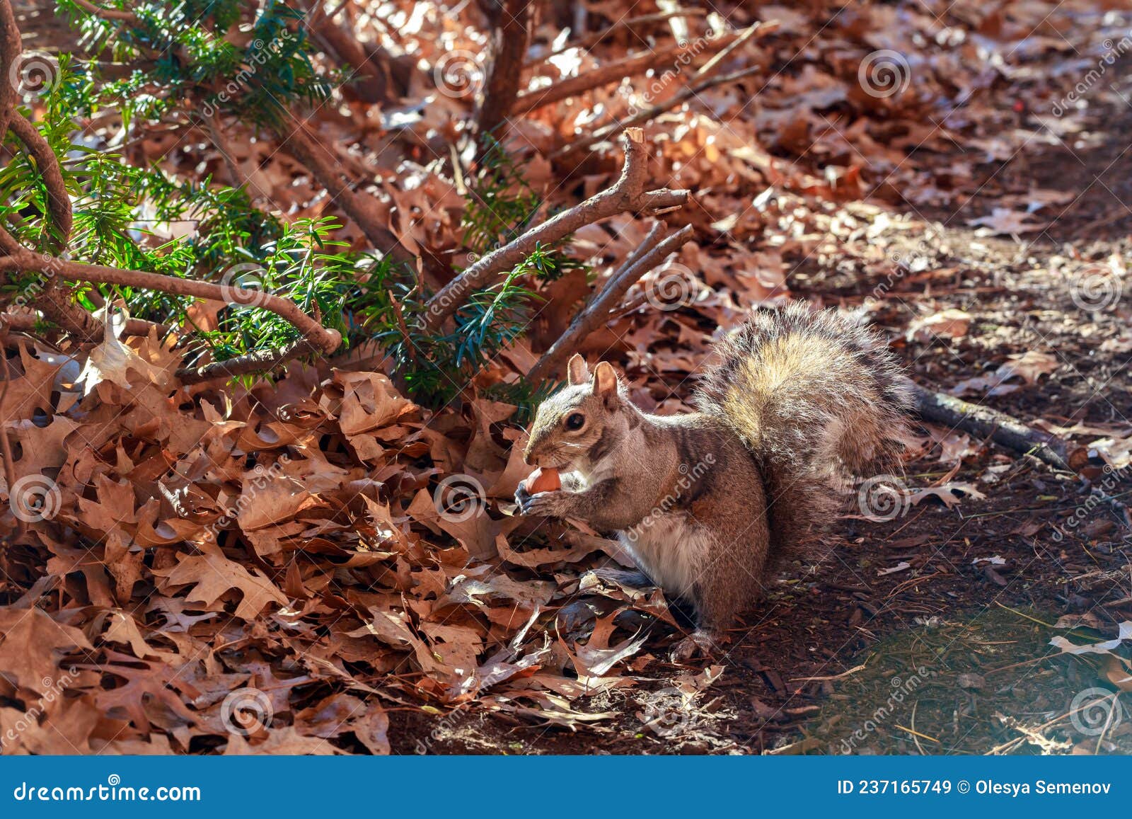 Gray Squirrel Eating a Hazelnut on Leaves Stock Image Image of