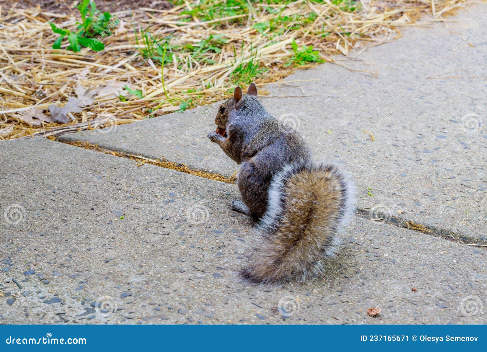 Gray Squirrel Eating a Hazelnut on Sidewalk Stock Image Image of