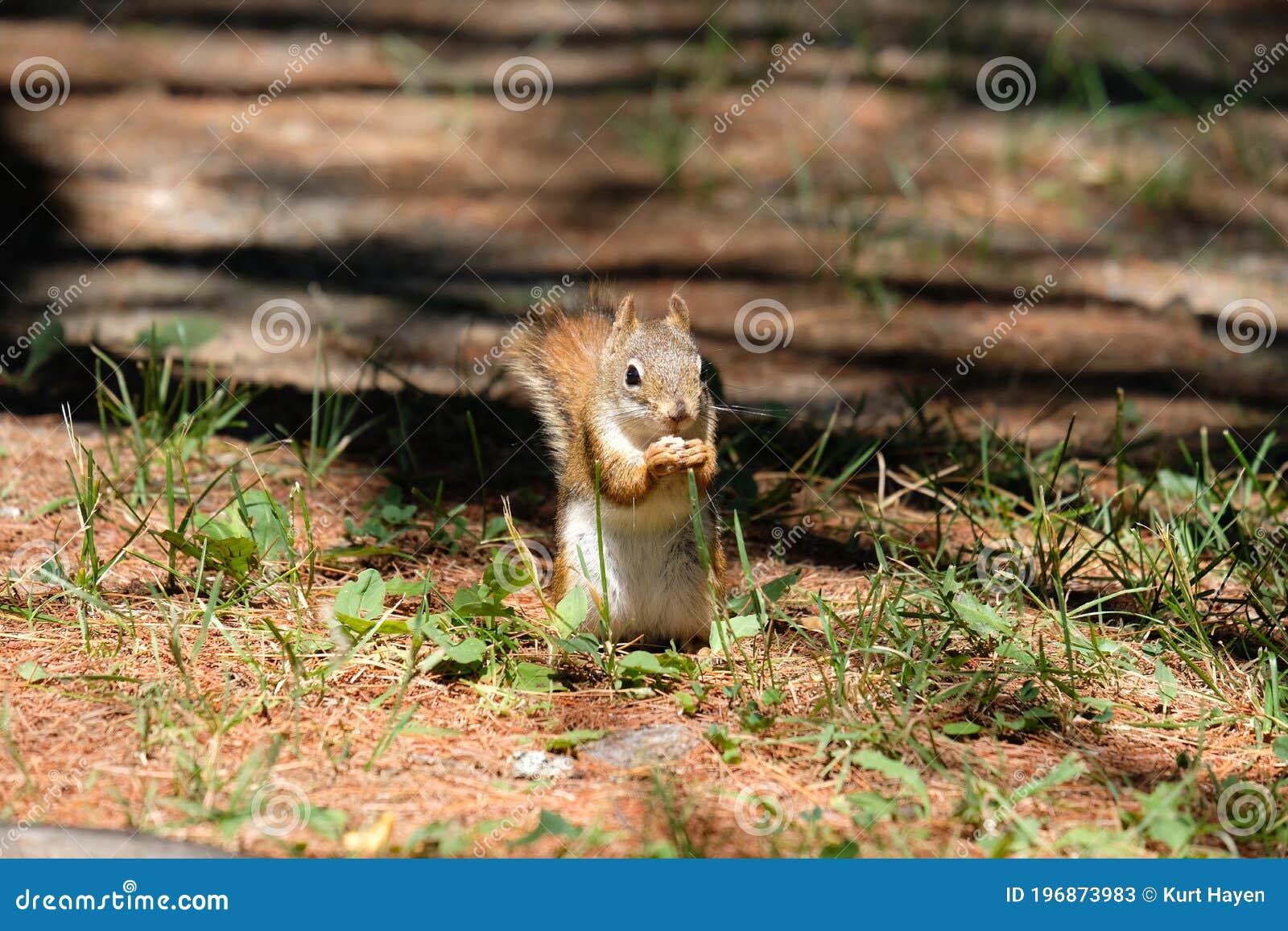 gray squirrel enjoying his breakfast.