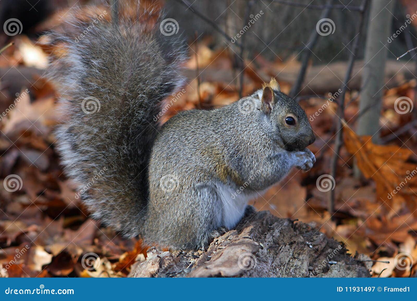 Gray Squirrel Feeding stock image. Image of curious, natural 11931497