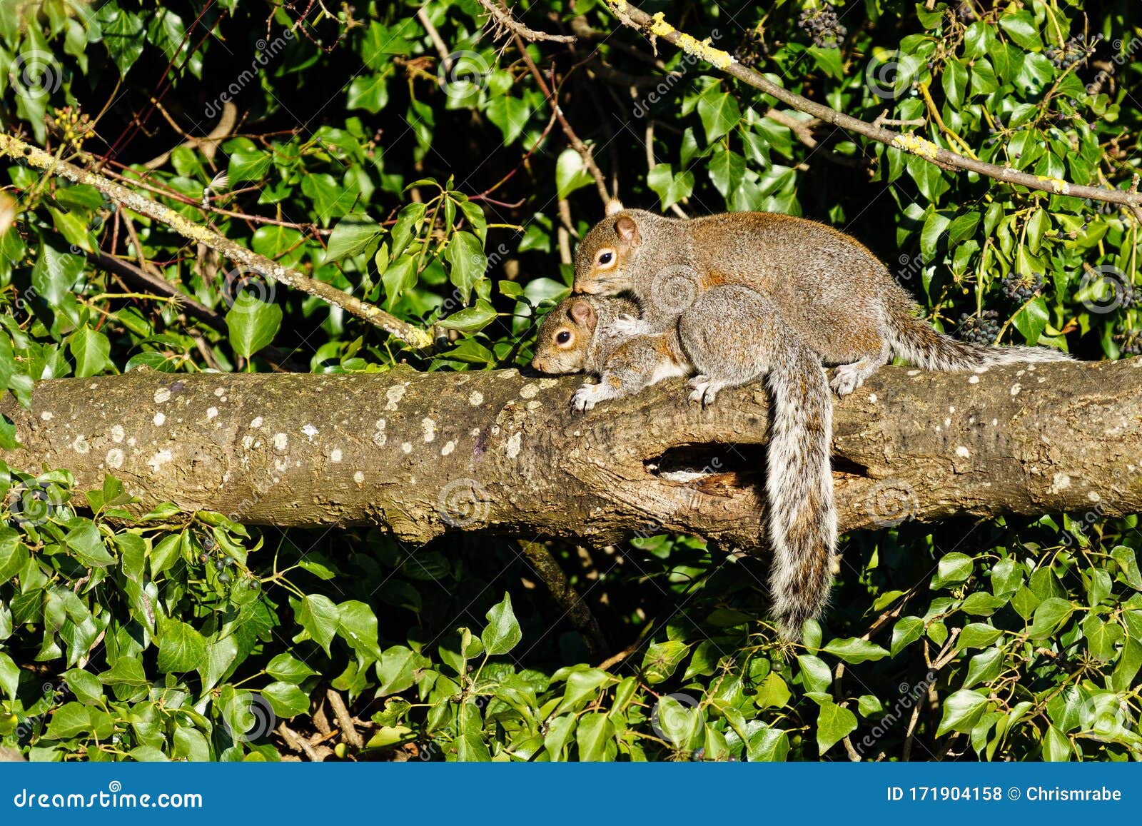 Gray Squirrel (Sciurus Carolinensis) Pair Mating, Taken In The UK Stock