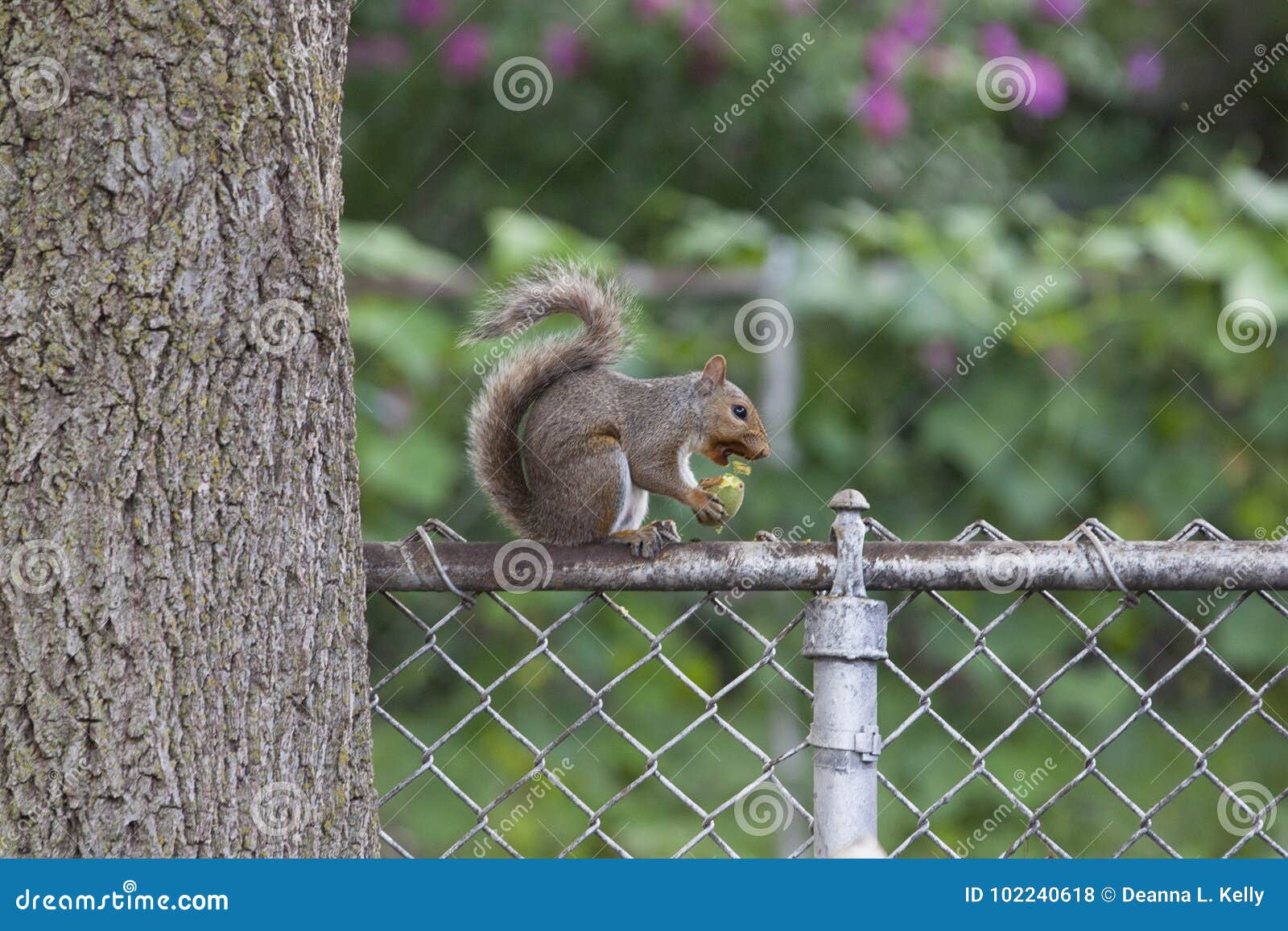 Squirrel Eating on Chain Link Fence Stock Photo Image of bark, gray