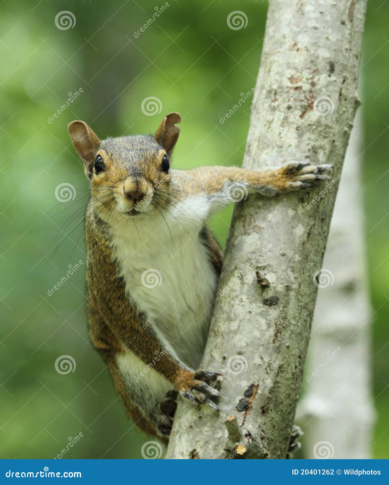 gray squirrel on tree trunk