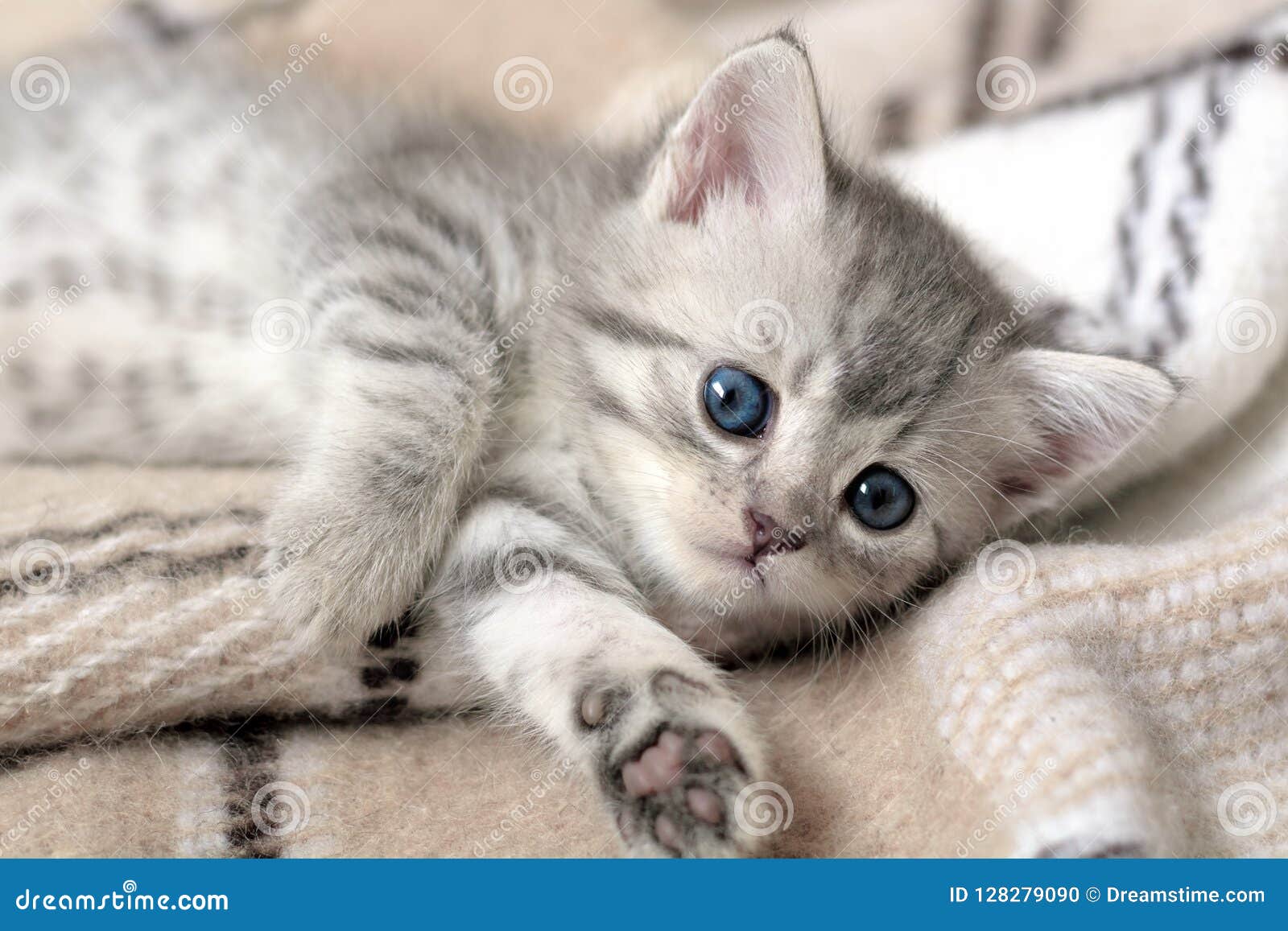 Gray Striped Cat Lies On A Plaid Stock Photo Image of Gray Striped Cat Lies On A Plaid Stock Photo Image of