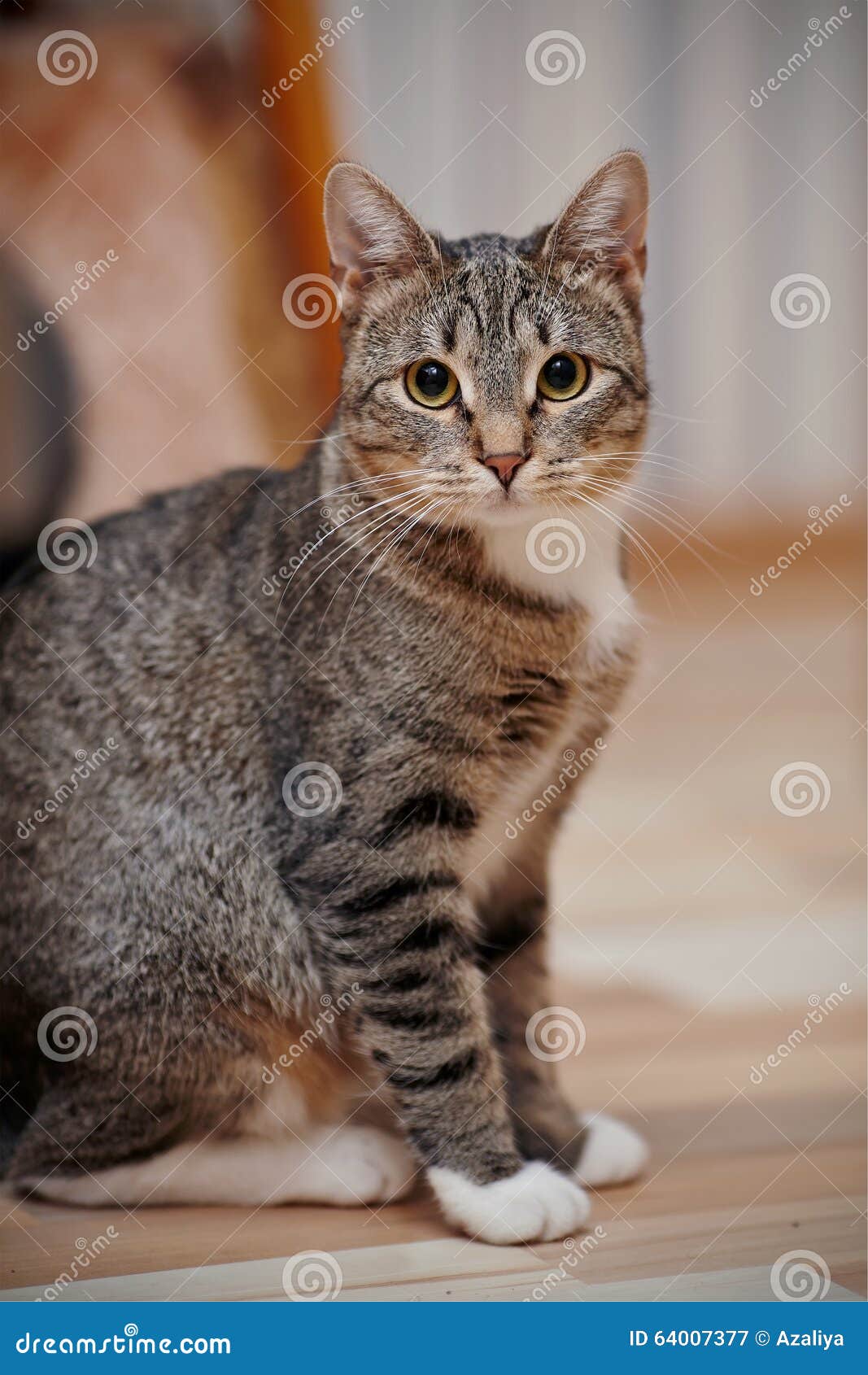 Grey Kitten White Paws