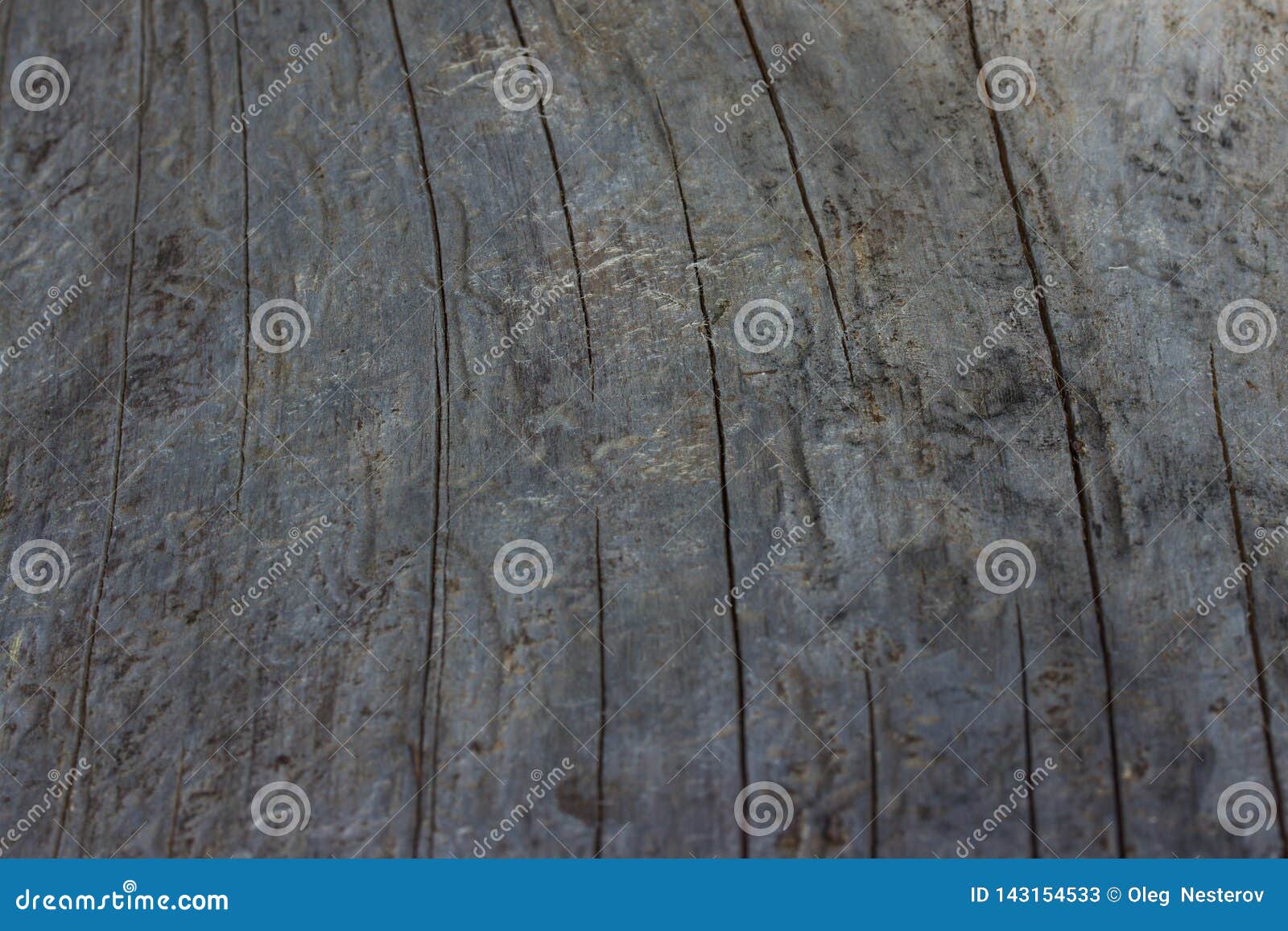 gray surface of a forest log close up blurred at the edges with thin cracks