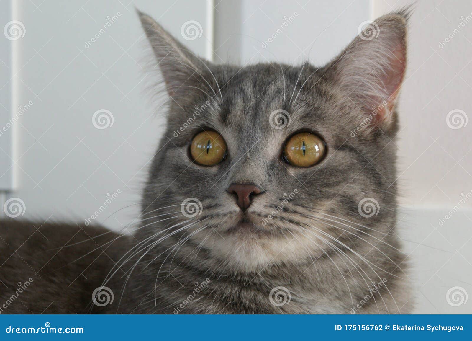 silver tabby cat with amber eyes silver tabby cat with amber eyes