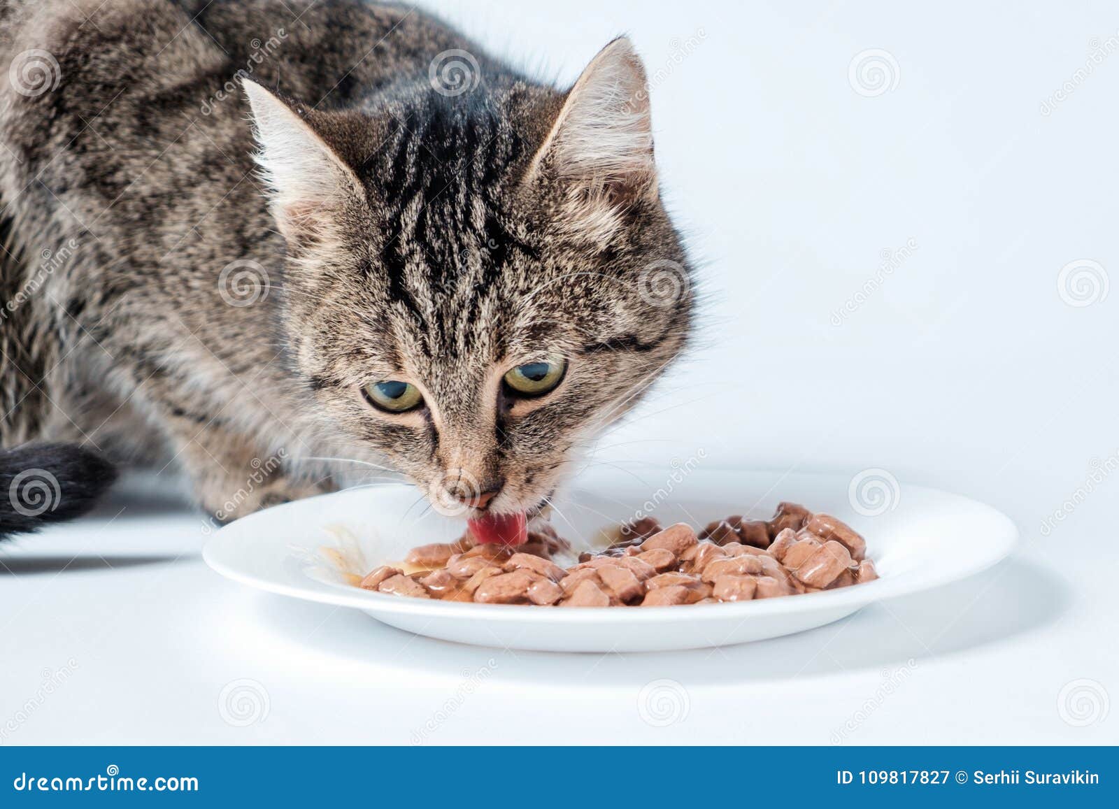 Gray Tabby Cat Eating Cat Food. Stock Image Image of cute, beautiful 109817827