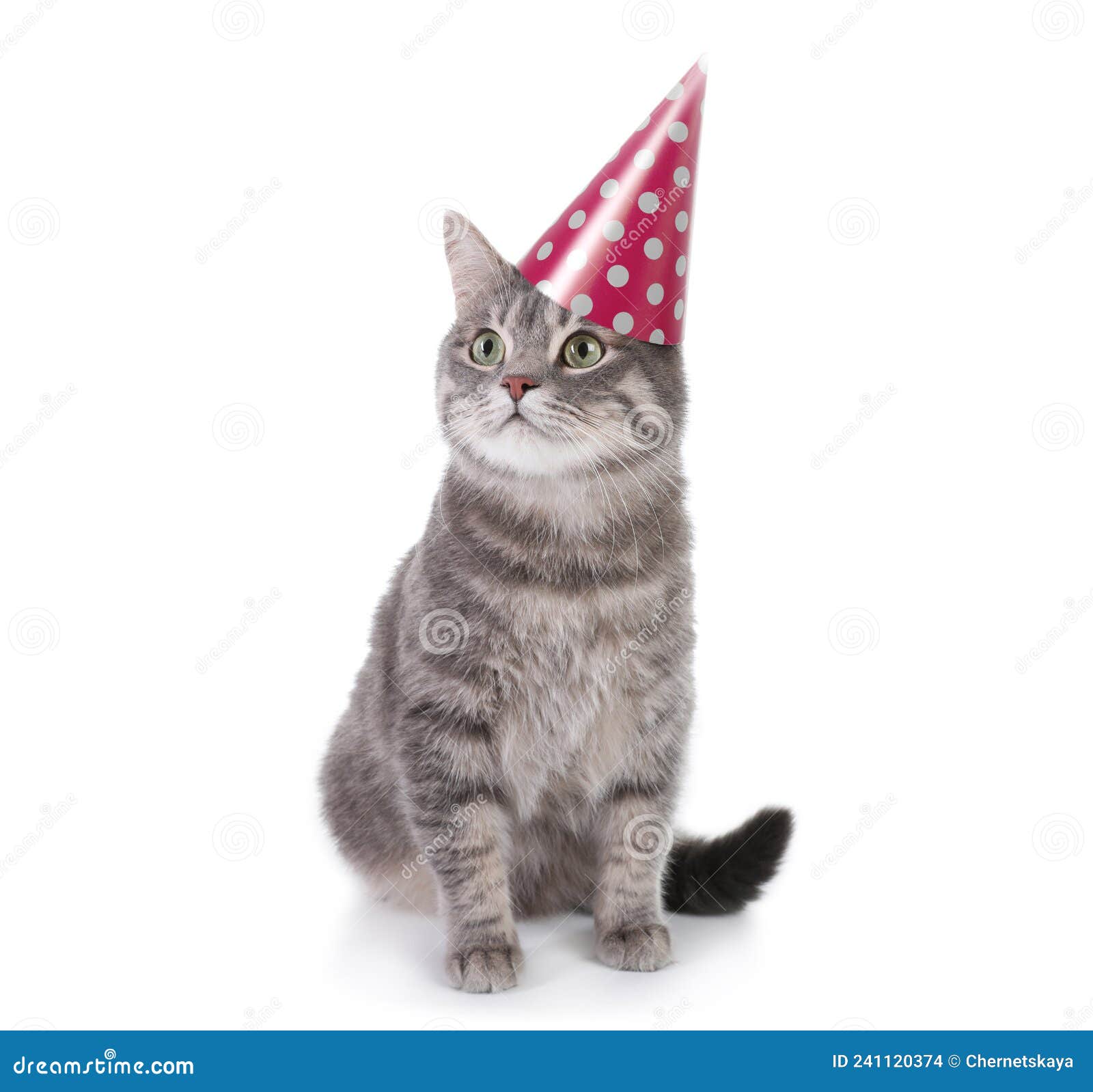 Gray Tabby Cat with Party Hat on White Background Stock Photo Image