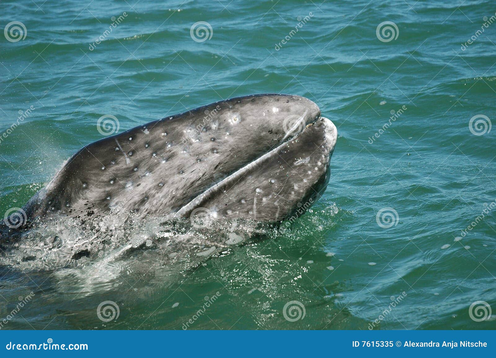 gray whale calf baja california
