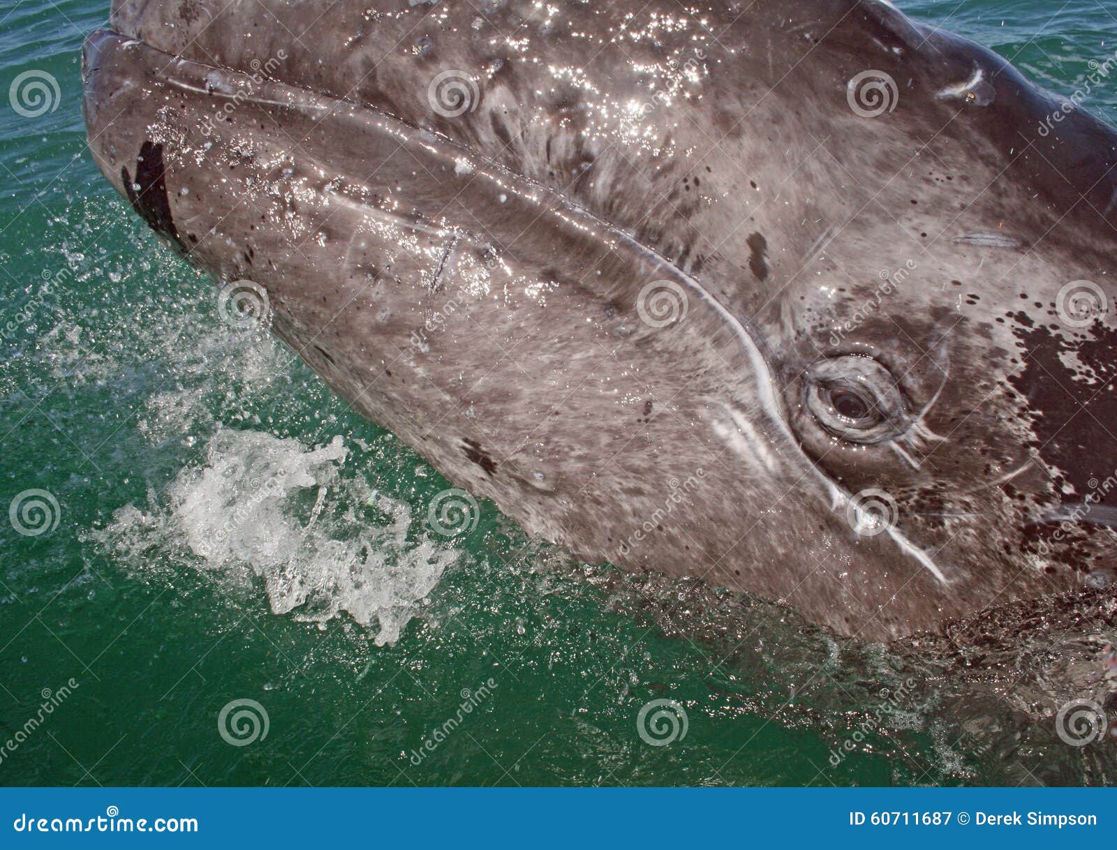 gray whale calf investigating a small boat