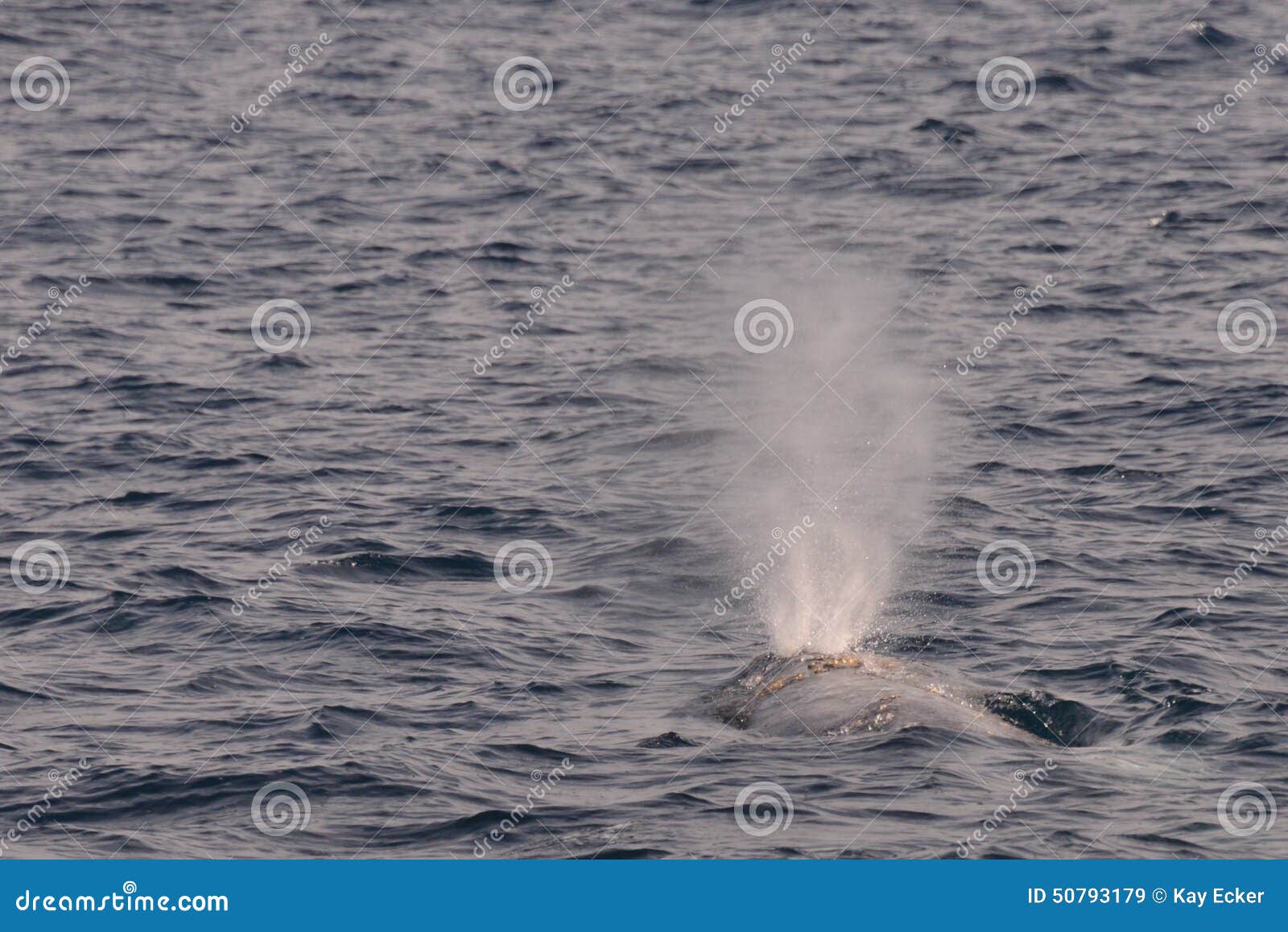 whale spout whale spout