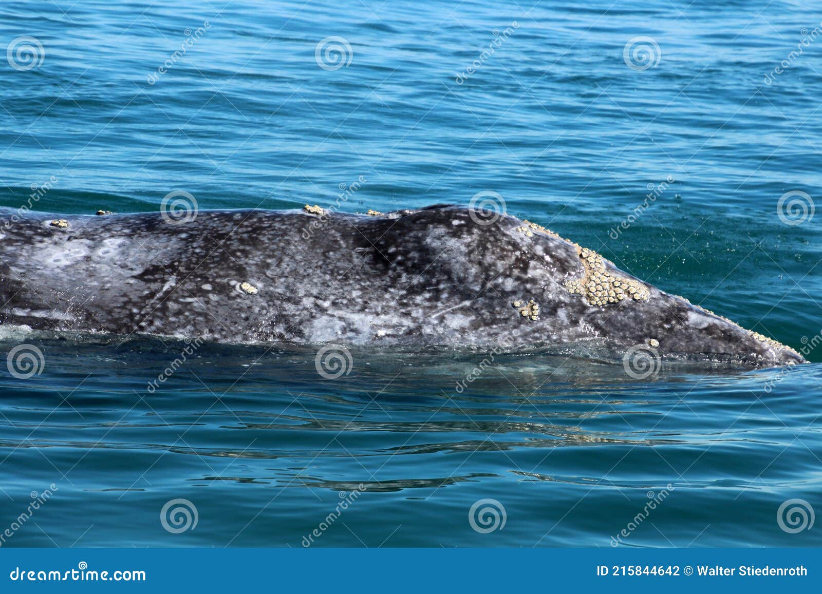 gray whale watching in mexico, baja california sur