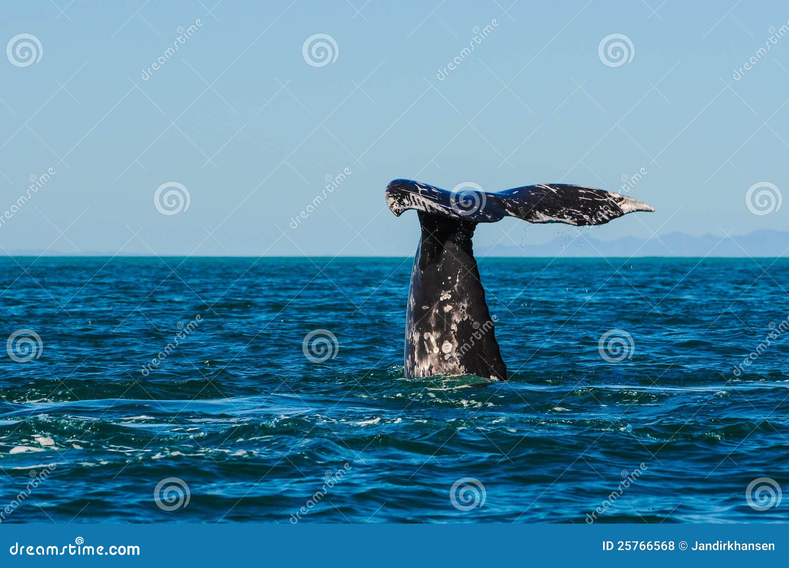 gray whales (eschrichtius robustus), mexico