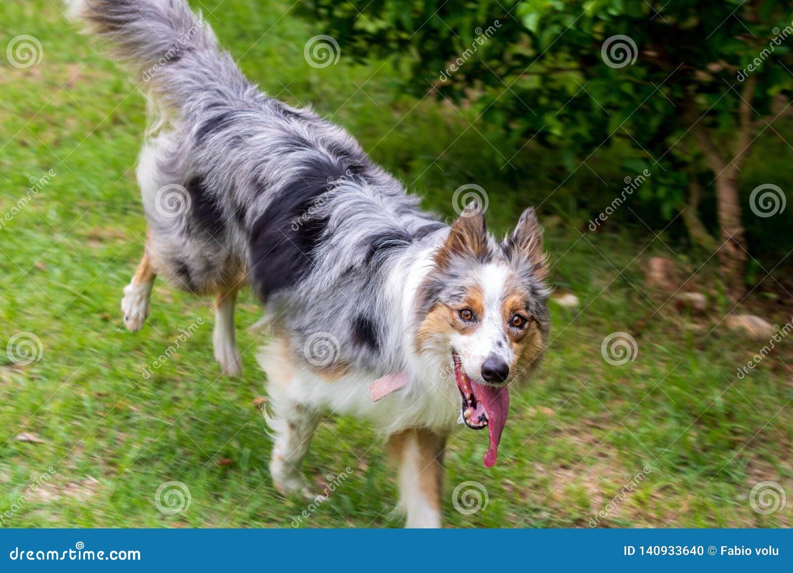 Gray and White Border Collie Running on the Green Grass Stock Photo