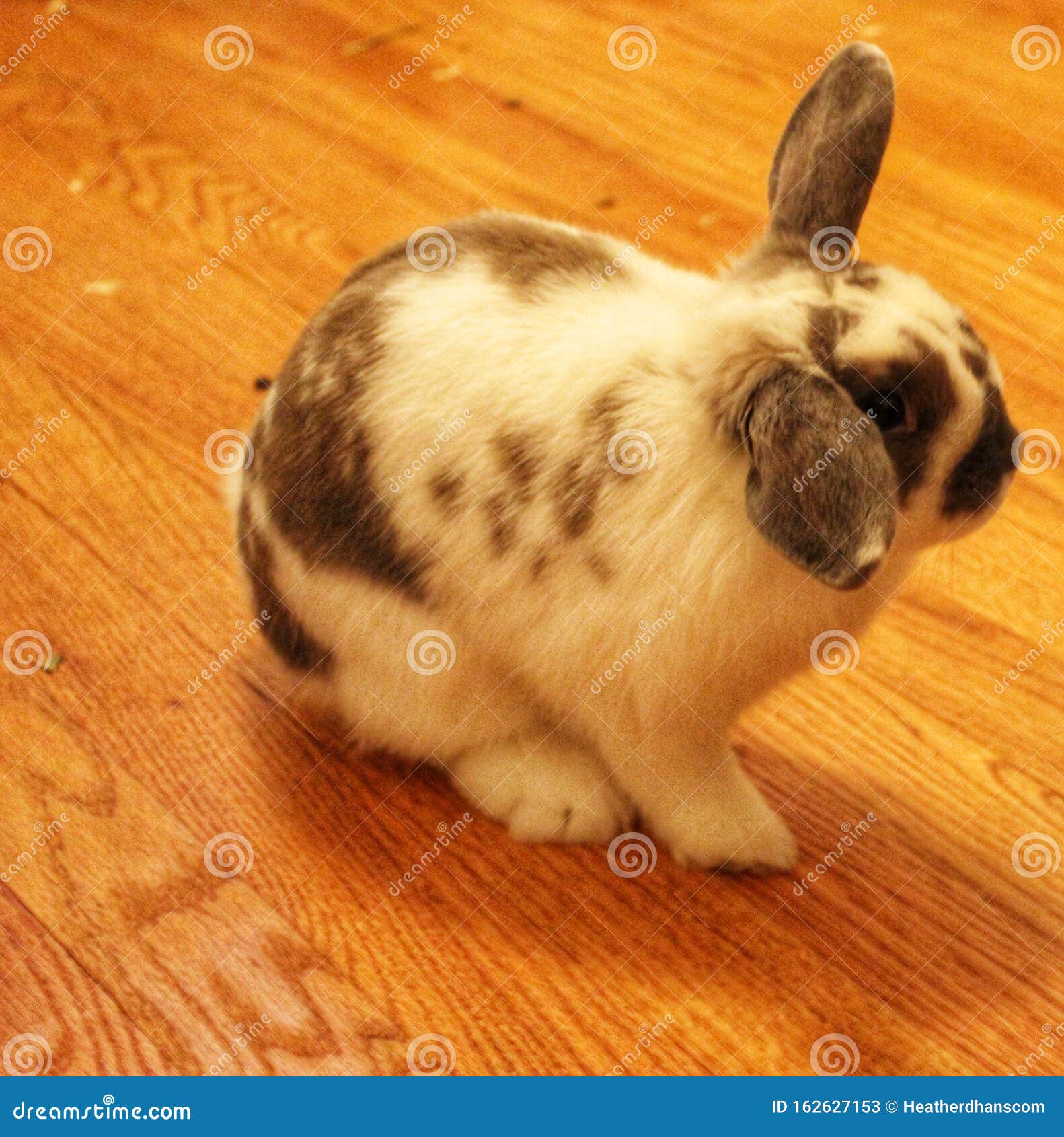 Gray and White Bunny Rabbit Stock Image Image of nova, rabbit 162627153