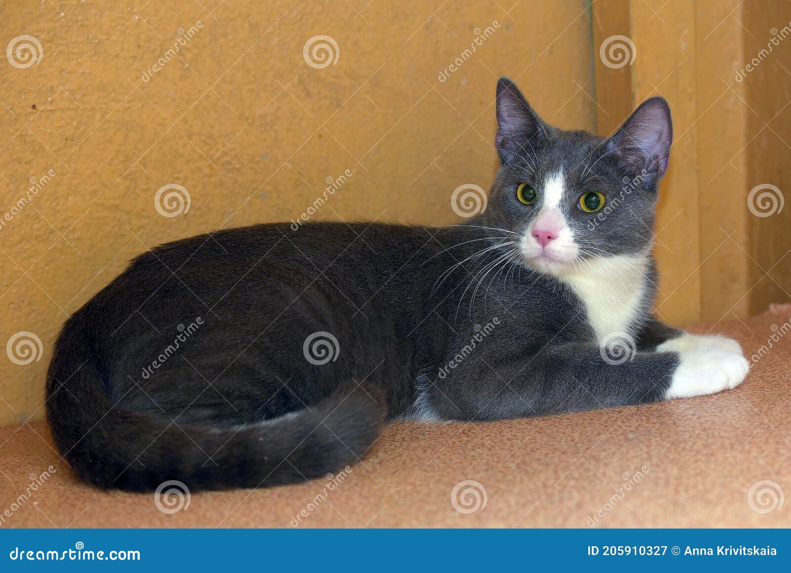 Gray and White Cat with Yellow Eyes Stock Image Image of hair, camera