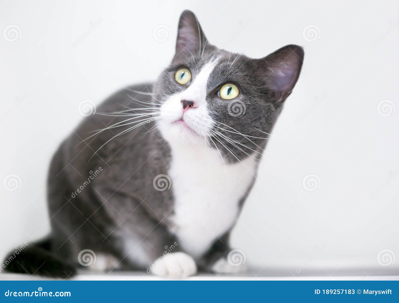 A Gray and White Domestic Shorthair Cat Crouching Stock Image - Image of  animals, adorable: 189257183