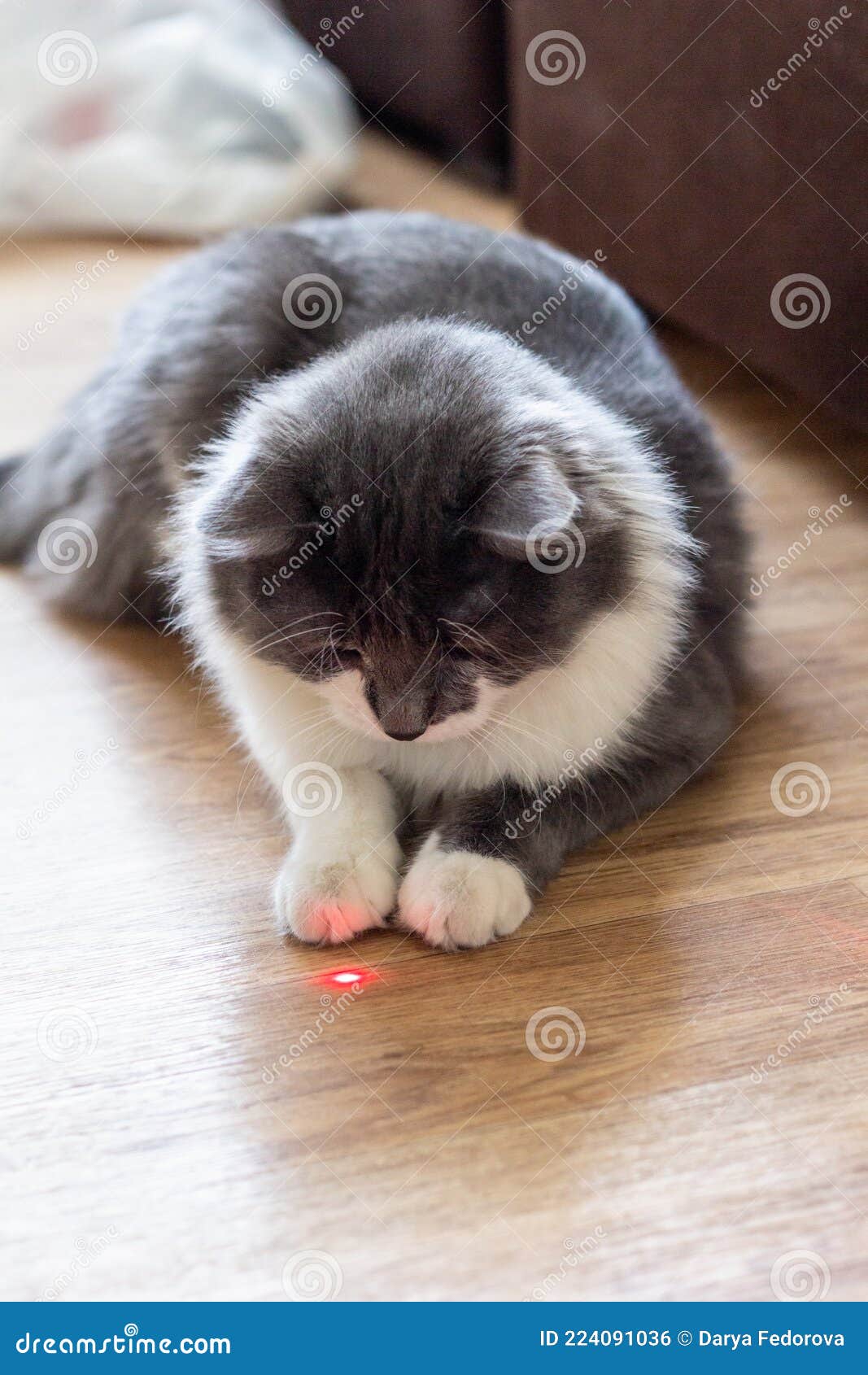 cat playing with laser