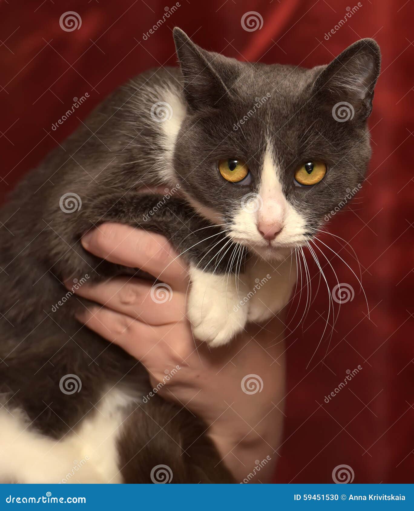 Gray And White Shorthair Cat Stock Photo Image Of Looking Shorthair 59451530