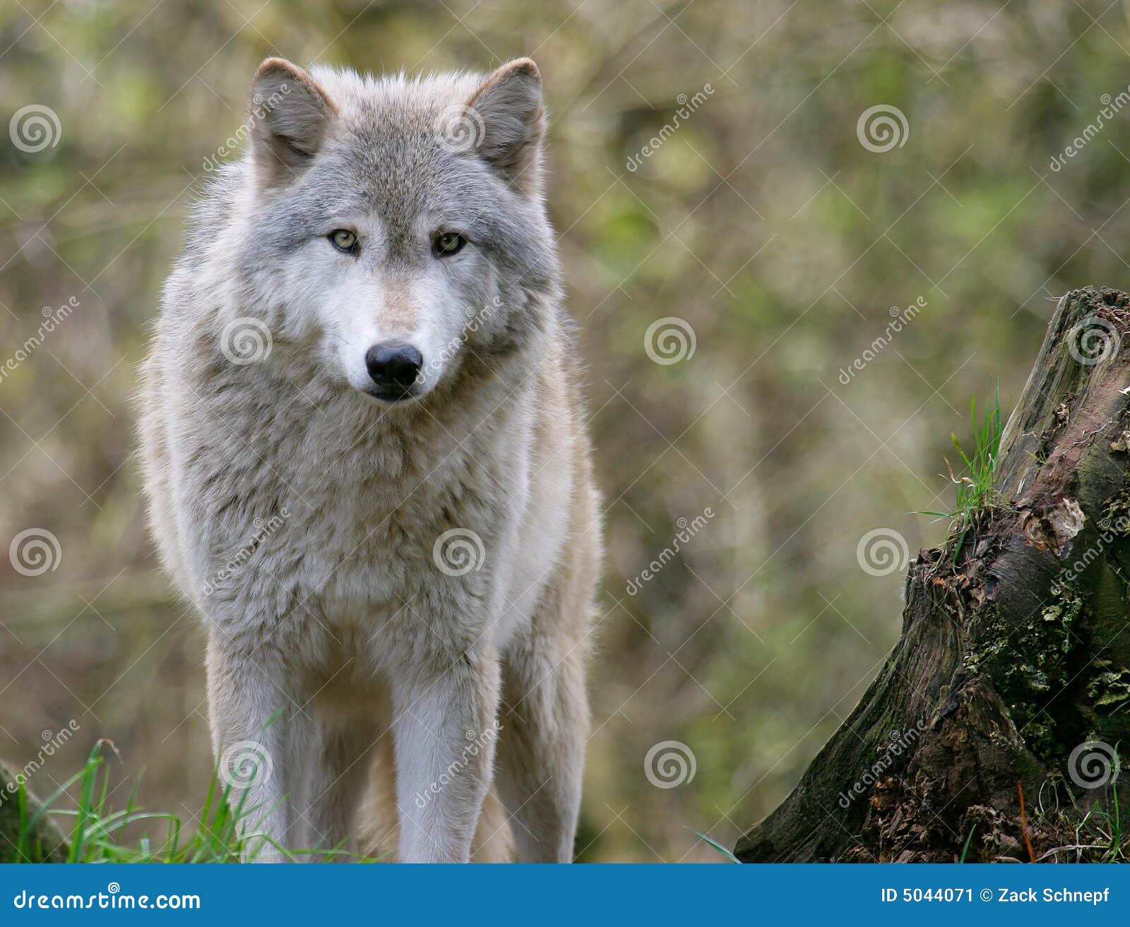 Gray Wolf Stock Image - Image: 5044071