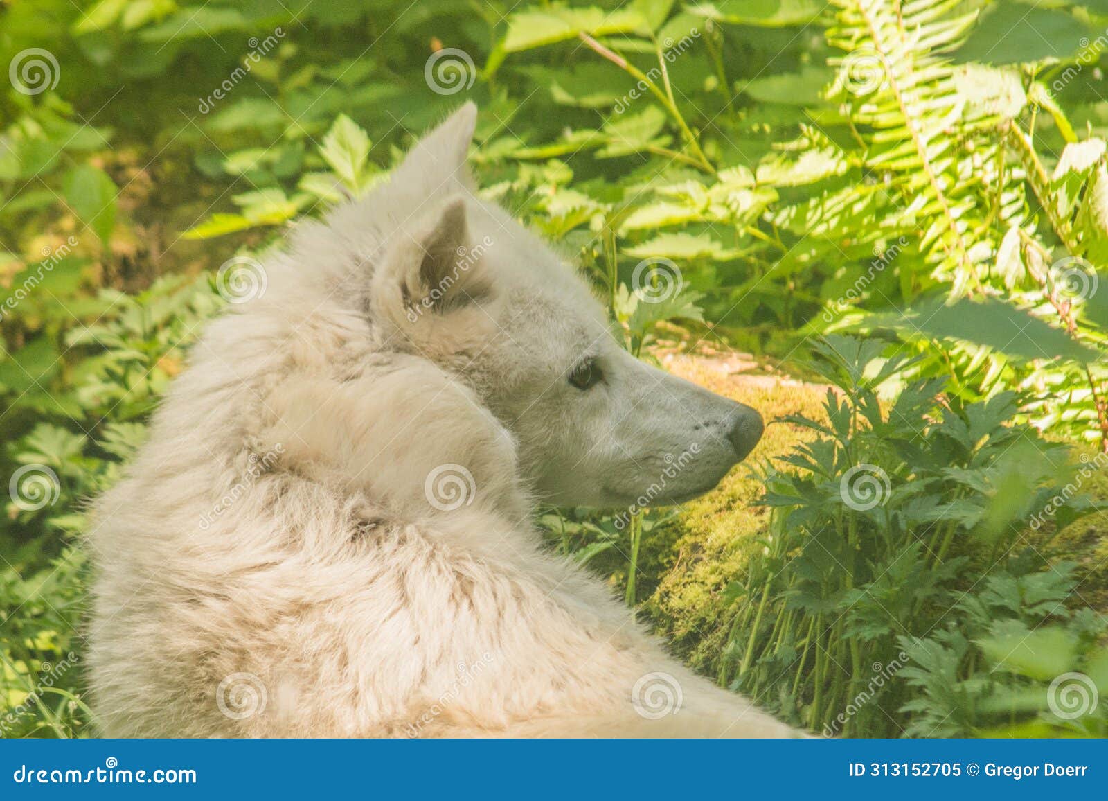 gray wolf canis lupus awaking
