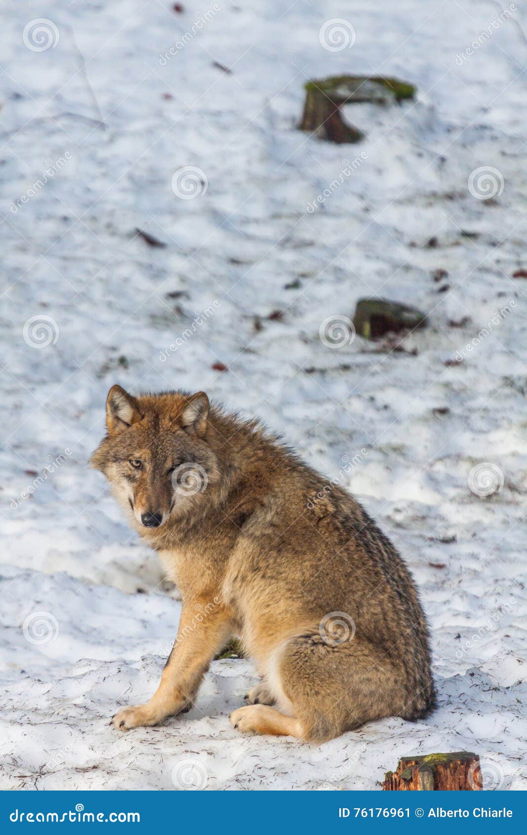 Gray wolf (Canis lupus) stock image. Image of eurasia - 76176961