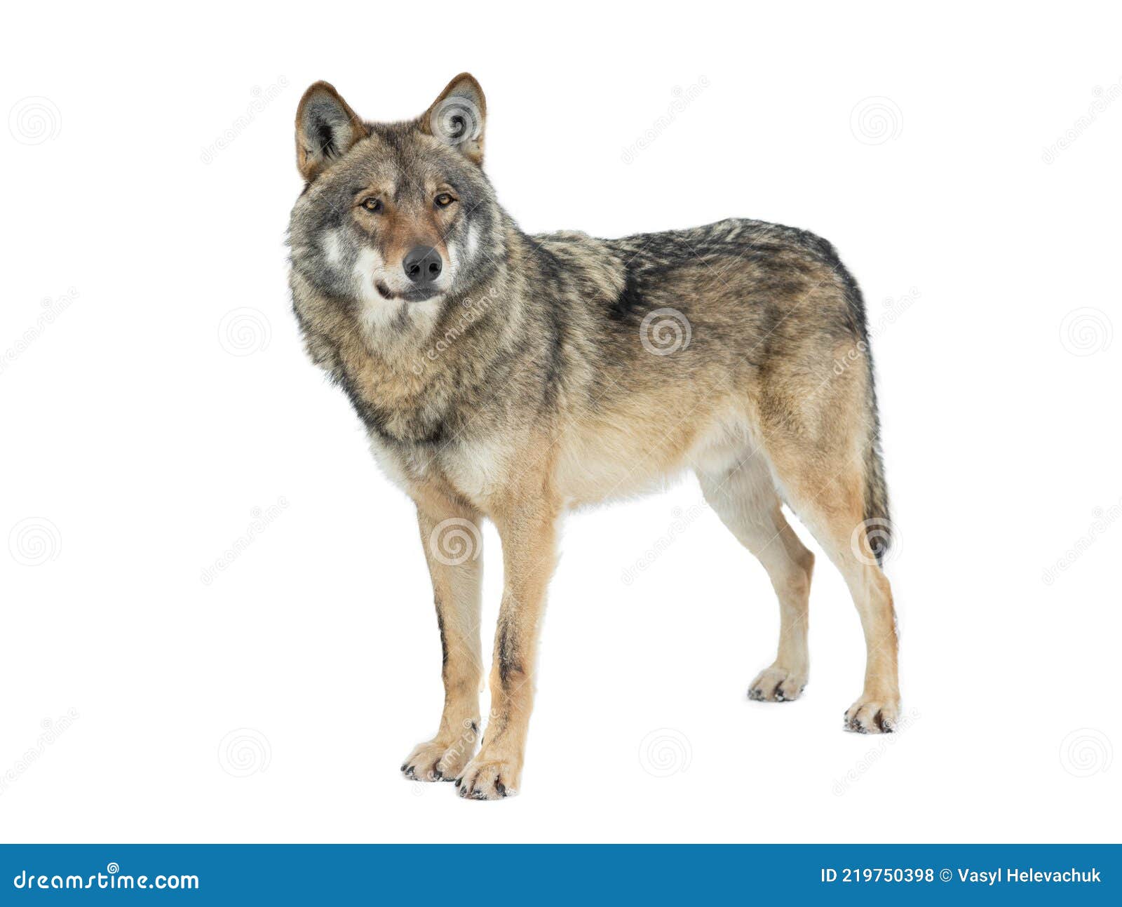 Gray Wolf Isolated On White Stock Photography | CartoonDealer.com