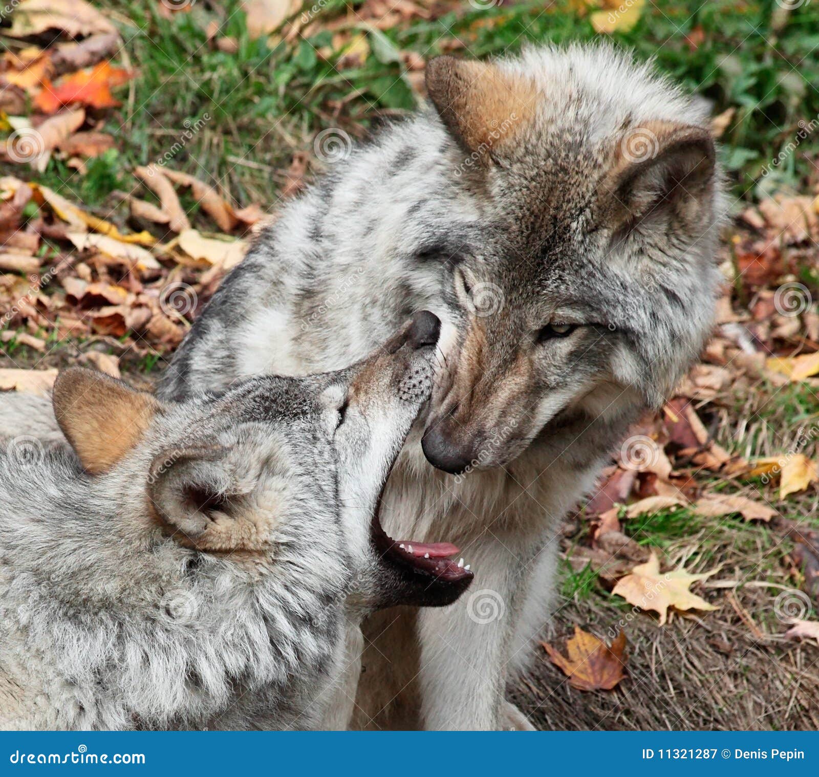 Gray Wolf Looking Inside Another Wolf S Mouth Stock Image - Image of ...