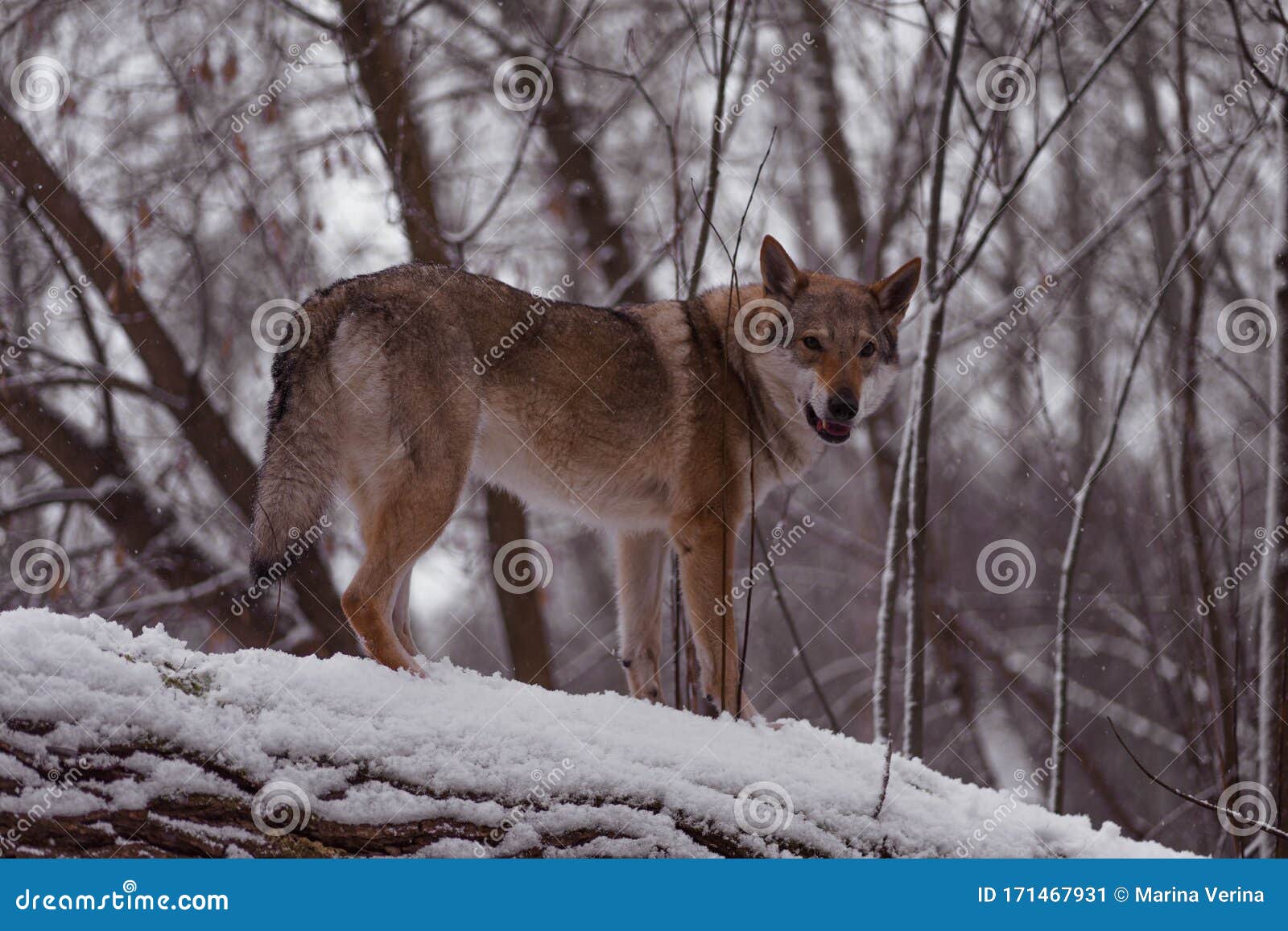 Gray Wolf Walks on White Snow Stock Image - Image of gray, nature ...