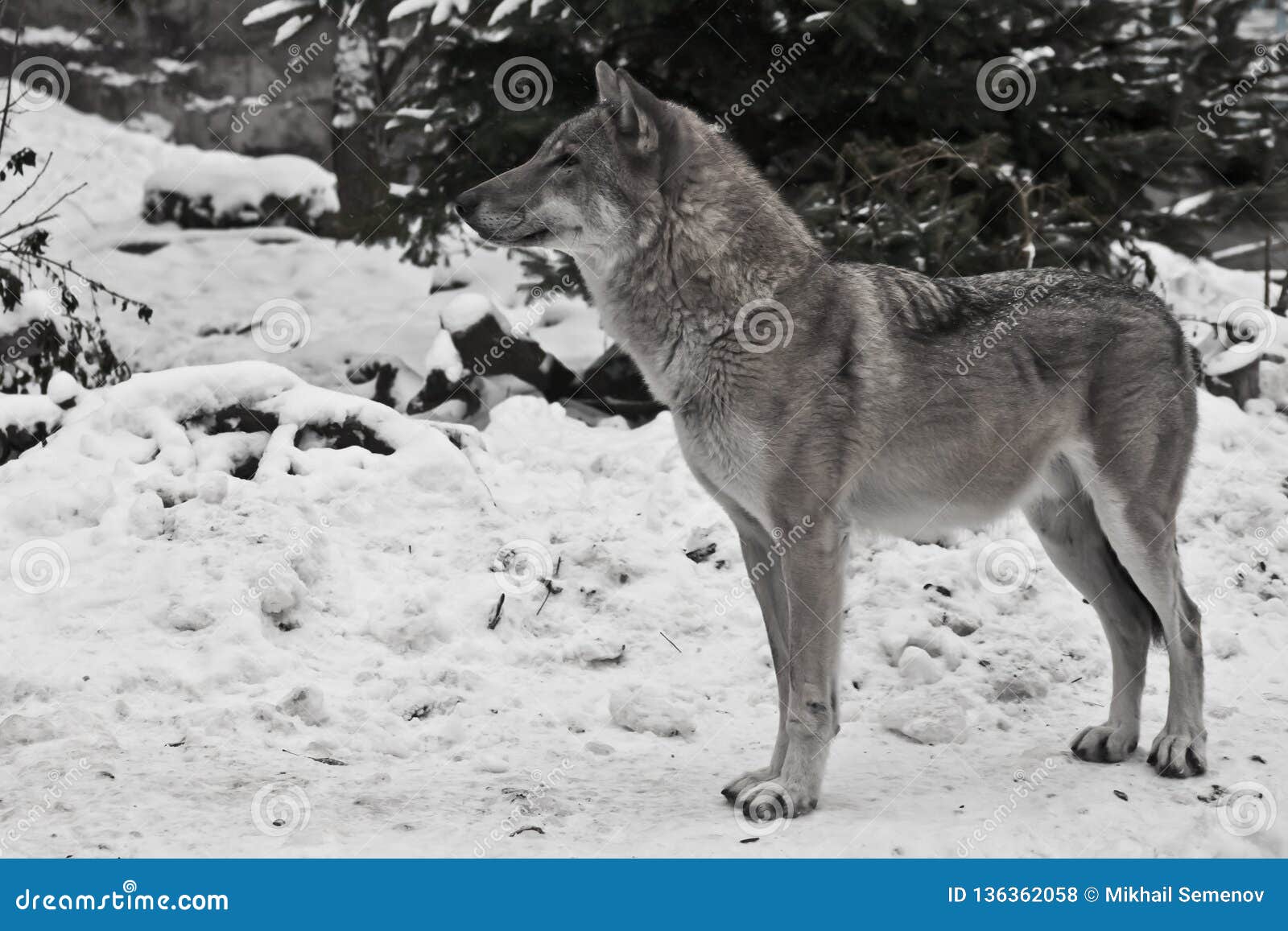 Gray Wolf on Winter White Snow Stock Photo - Image of wolf, predatory ...