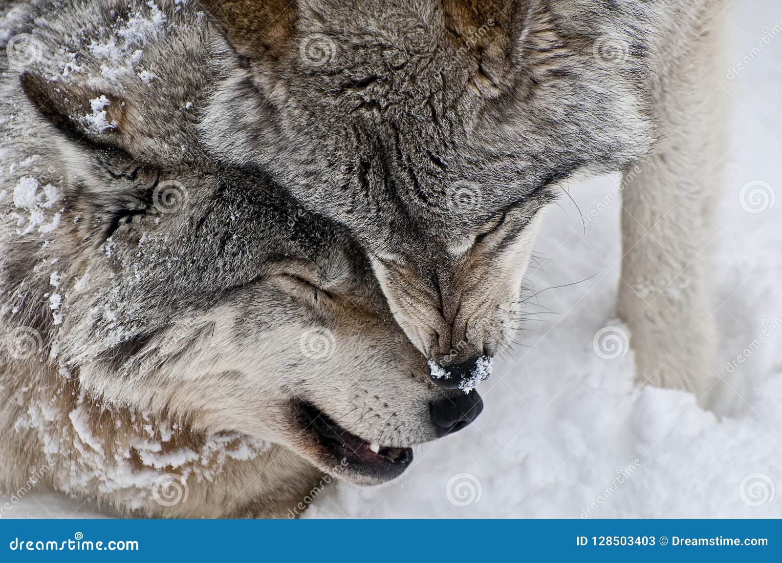 Gray Wolves Being Affectionate with Each Other. Stock Image Image of