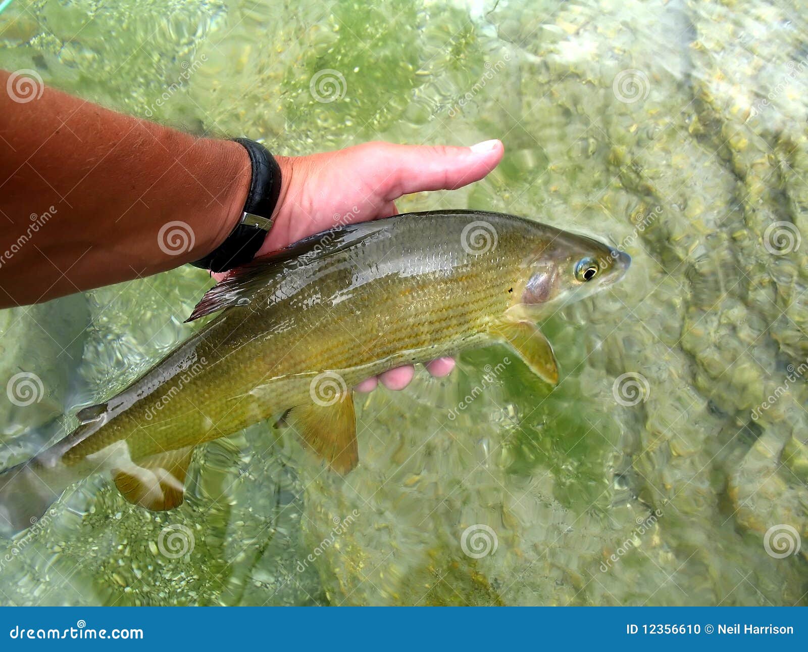 красивейший быть осторожным уловленным grayling мухы возвратил к воде