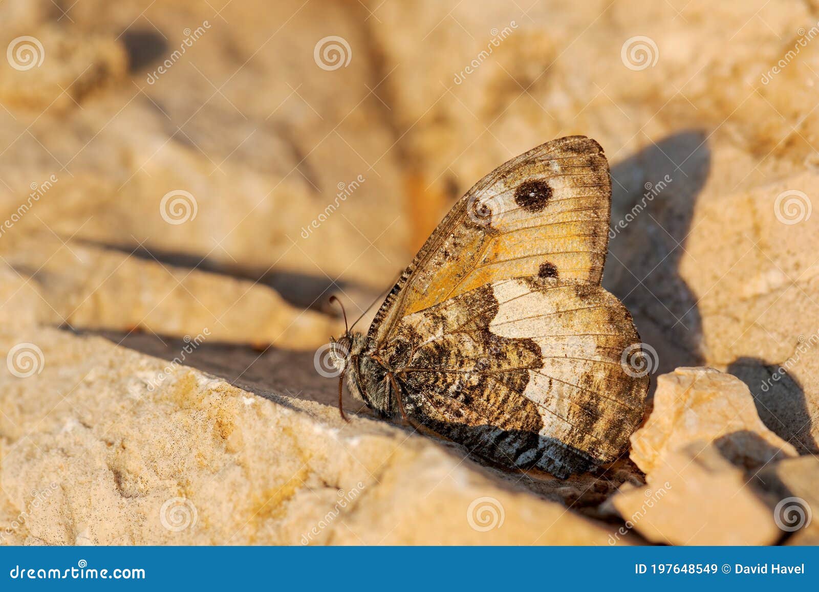 grayling butterfly - hipparchia semele