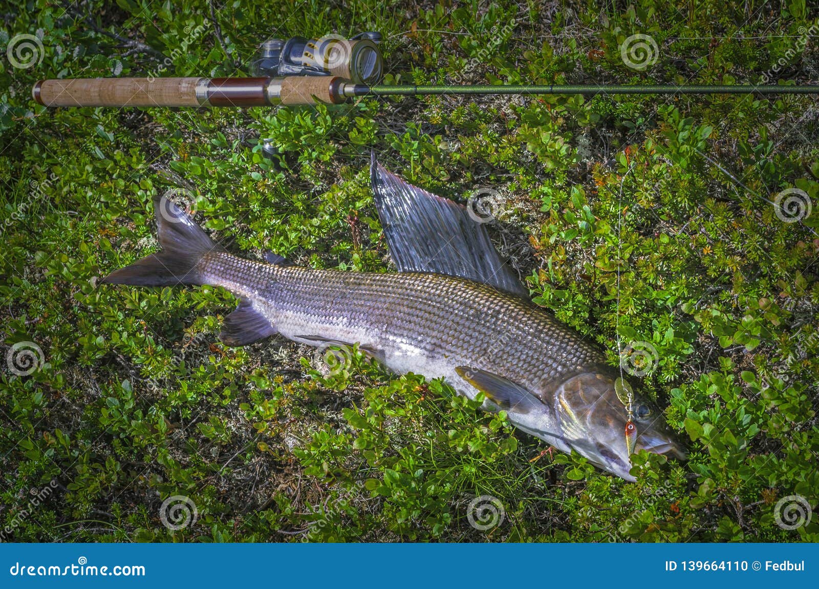 Grayling Fish and Fishing Tackle on River Shore Stock Photo Image of spinning, wild 139664110