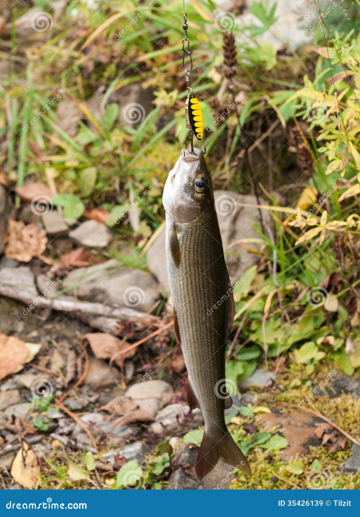 Grayling stock image. Image of fishingline, lure, scale 35426139