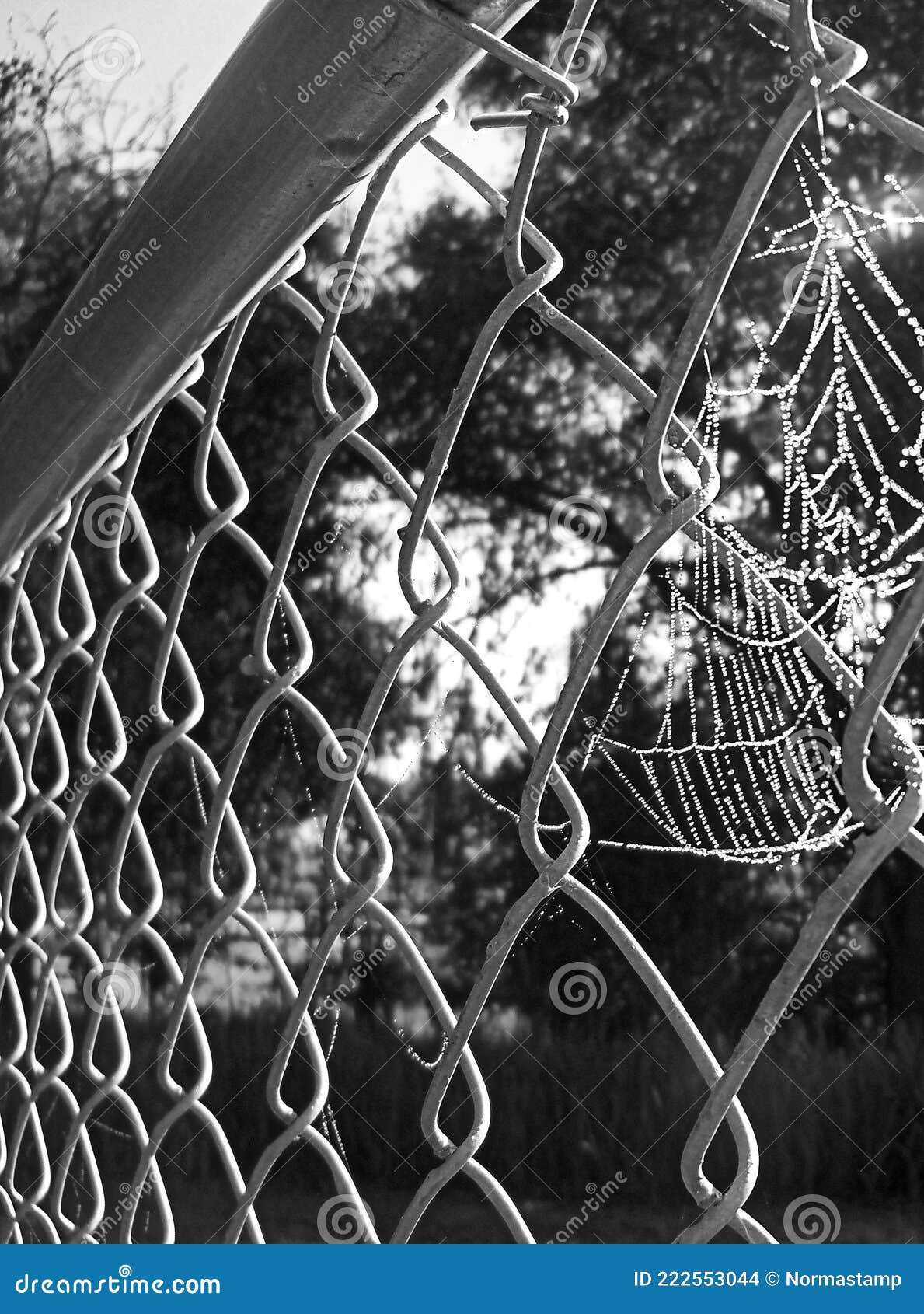 Grayscale chain link fence stock photo. Image of early - 222553044