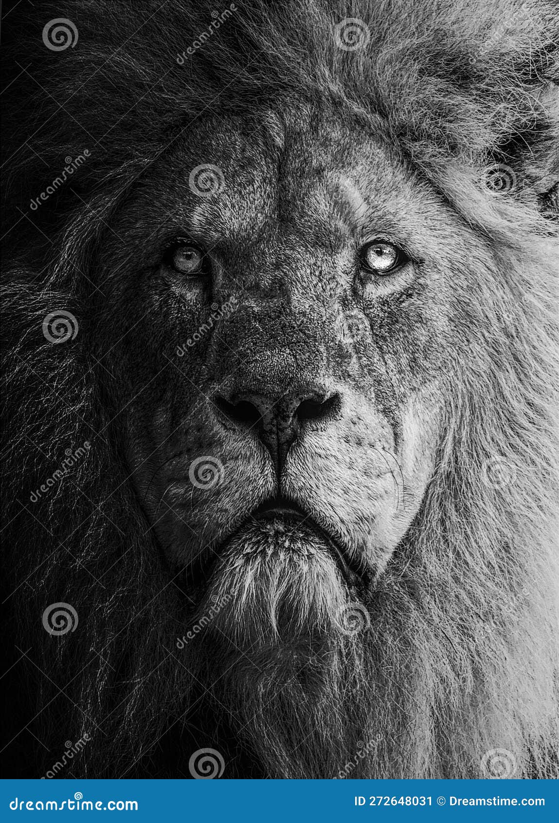 Black and white image of majestic lion