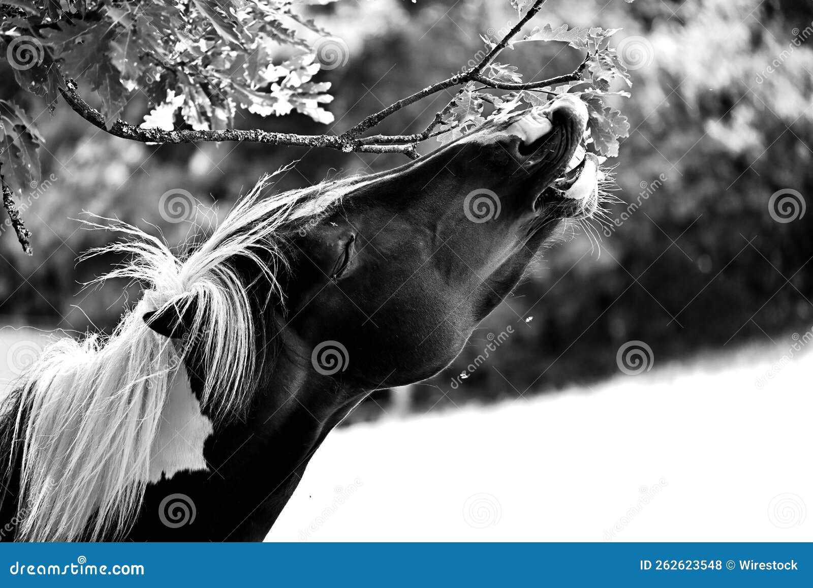 Grayscale Shot of Horse Eating Leaves Stock Photo Image of grayscale