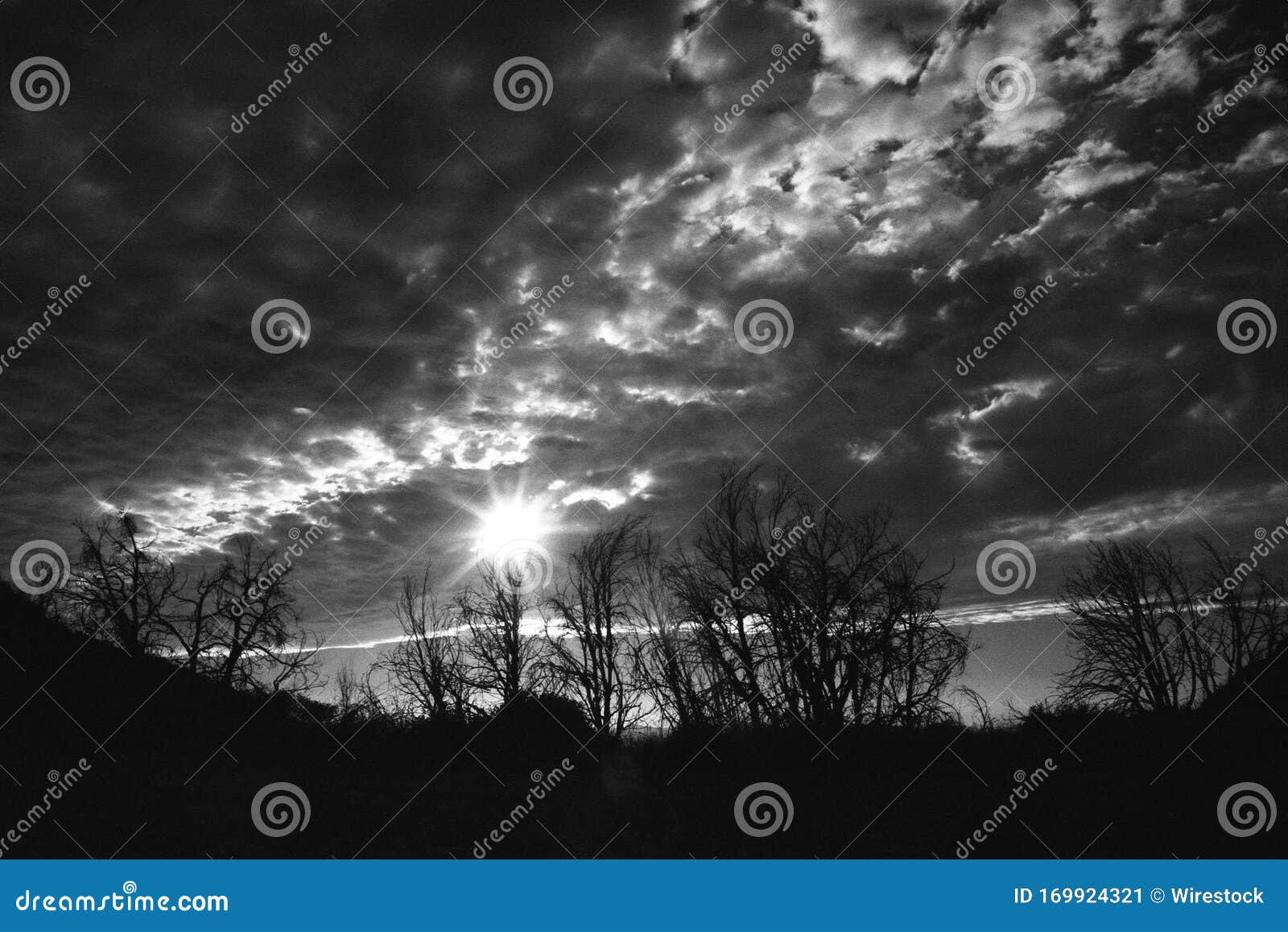 grayscale shot of leafless trees with the sun shining behind the clouds