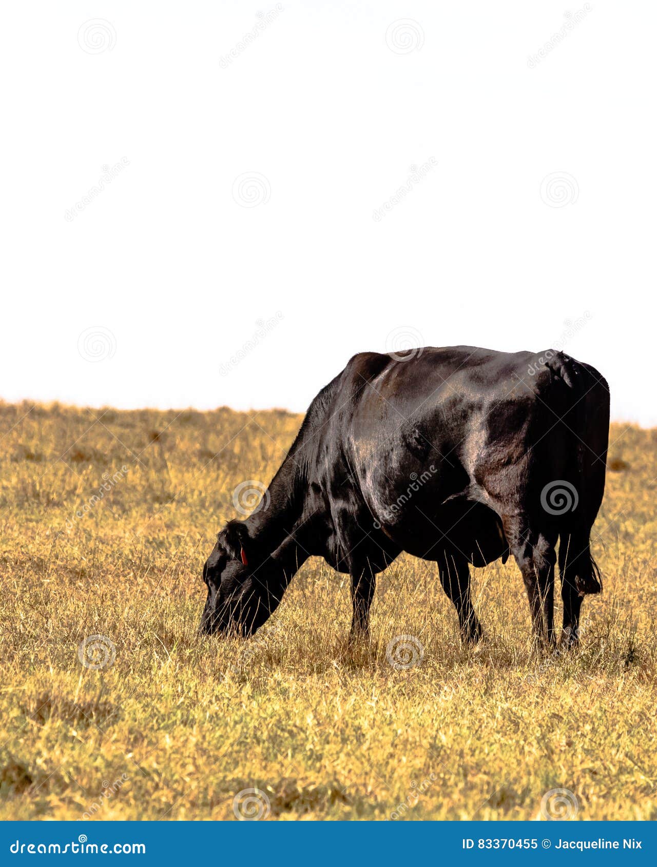 Grazing Angus Cow Vertical Stock Image Image of field, drought 83370455