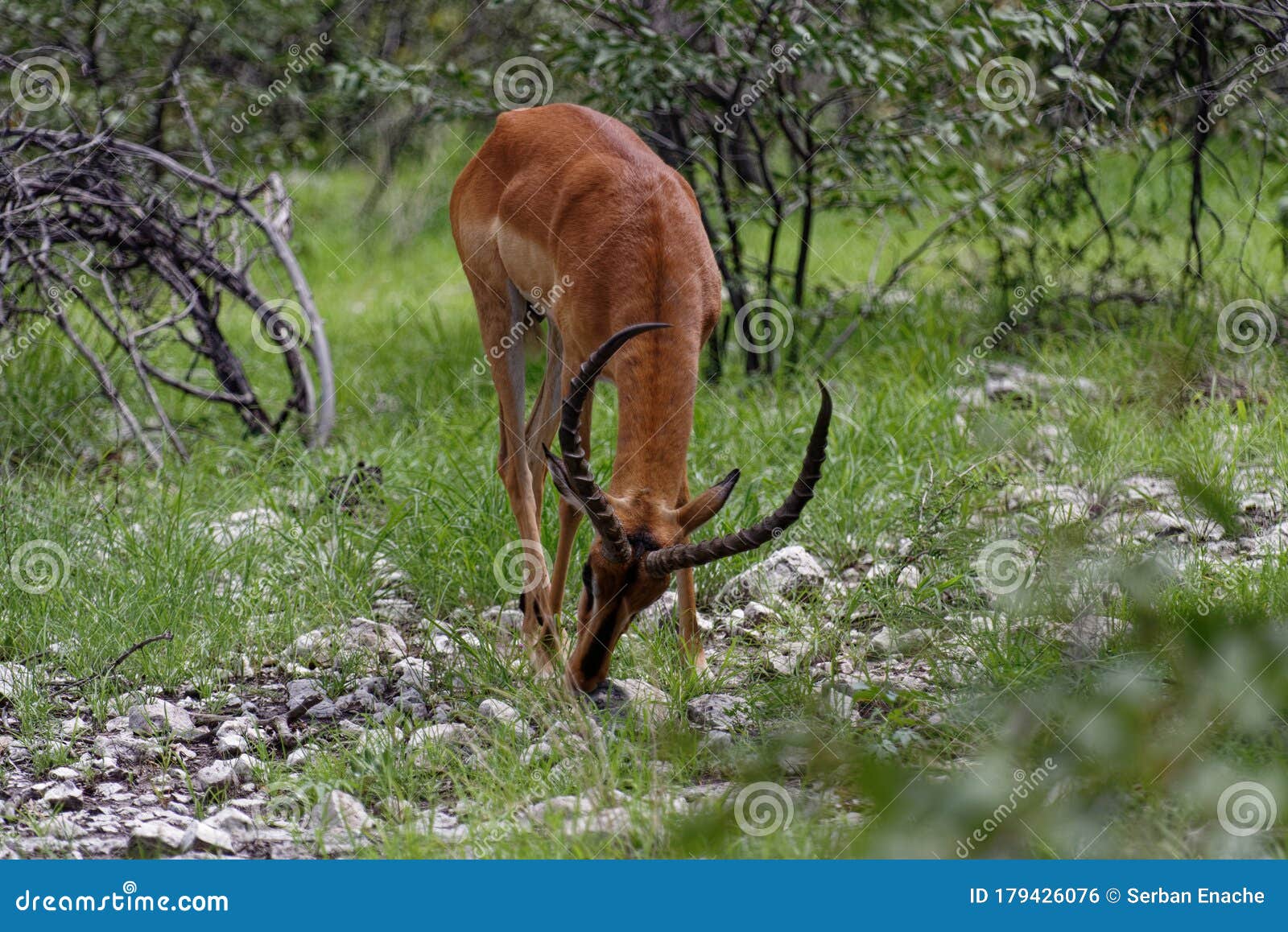 Grazing antelope stock photo. Image of grass, horns - 179426076