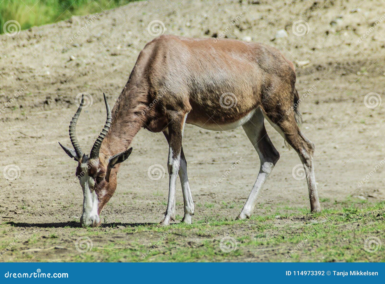 Antelope eating stock photo. Image of environment, landscape 114973392