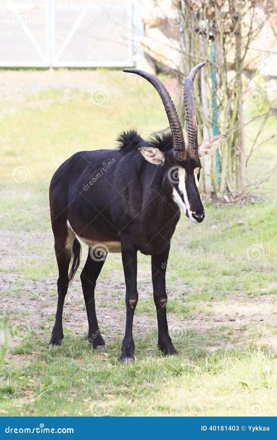 Grazing antelope stock image. Image of sorrow, prague - 40181403