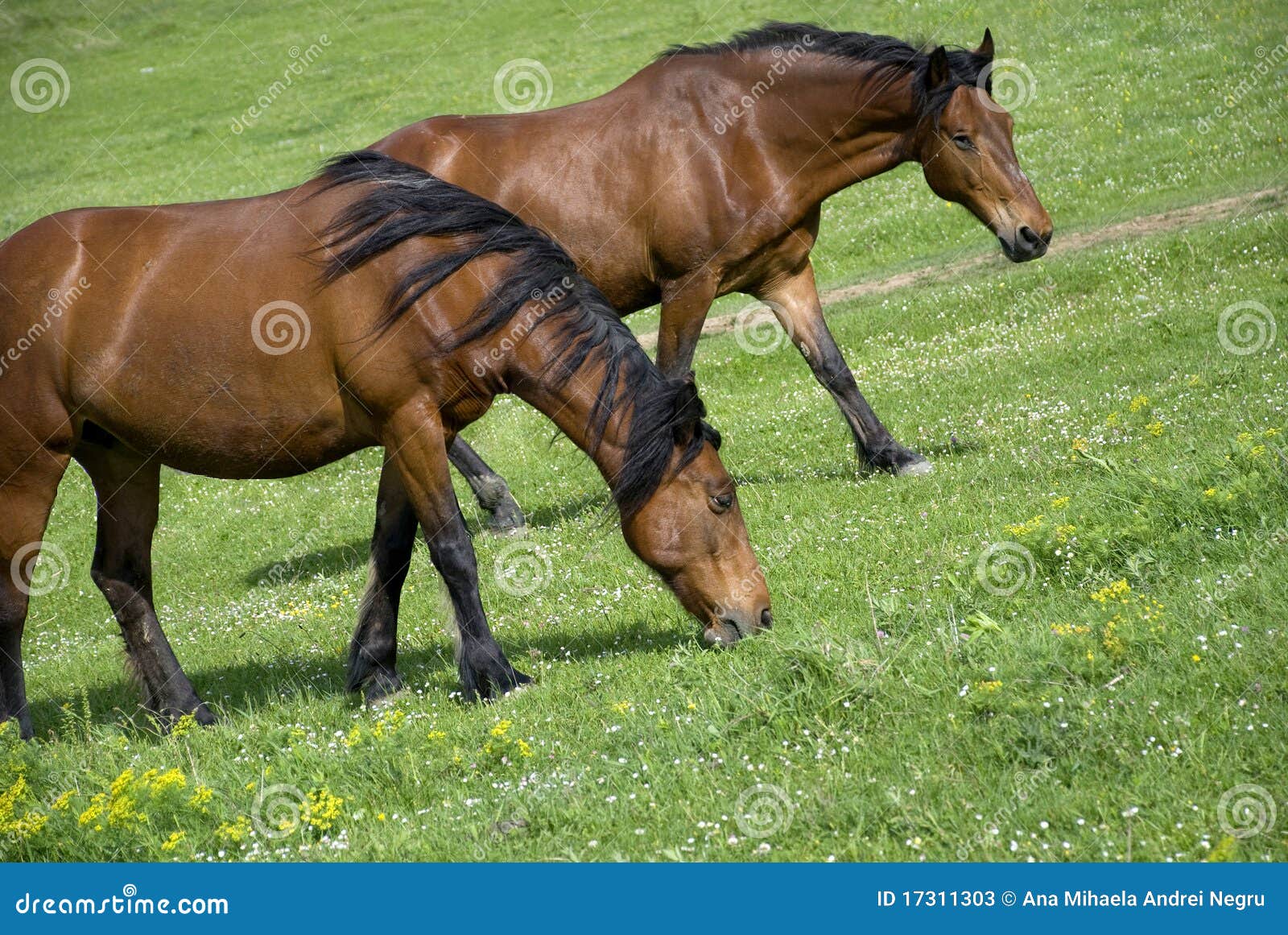 grazing brown horses