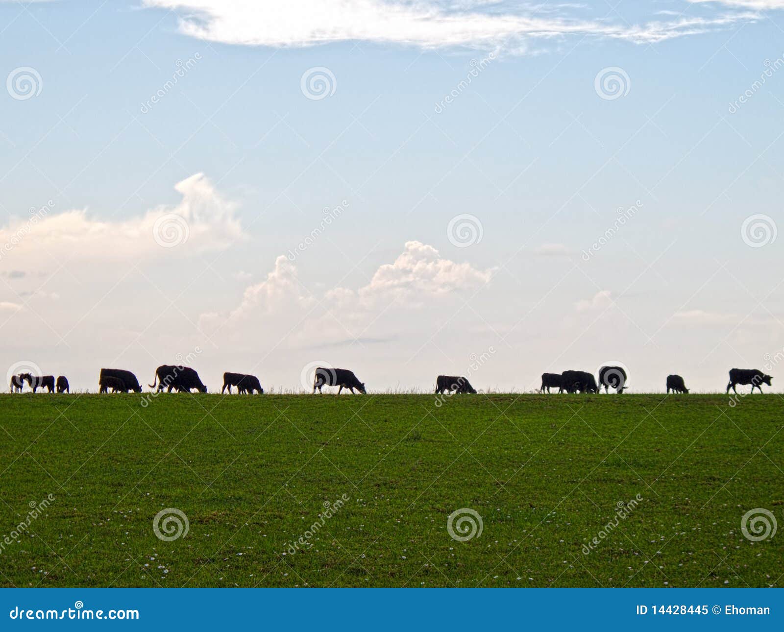 grazing cattle silhouette