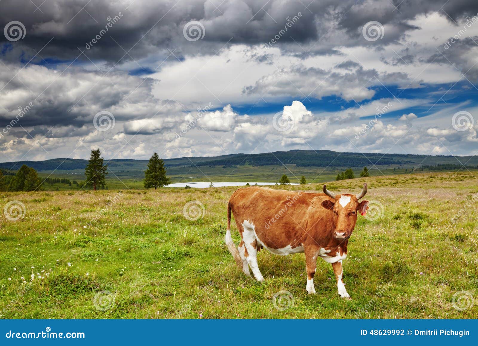 Grazing Cow Stock Photo Image Of Hill Agriculture Grass 48629992